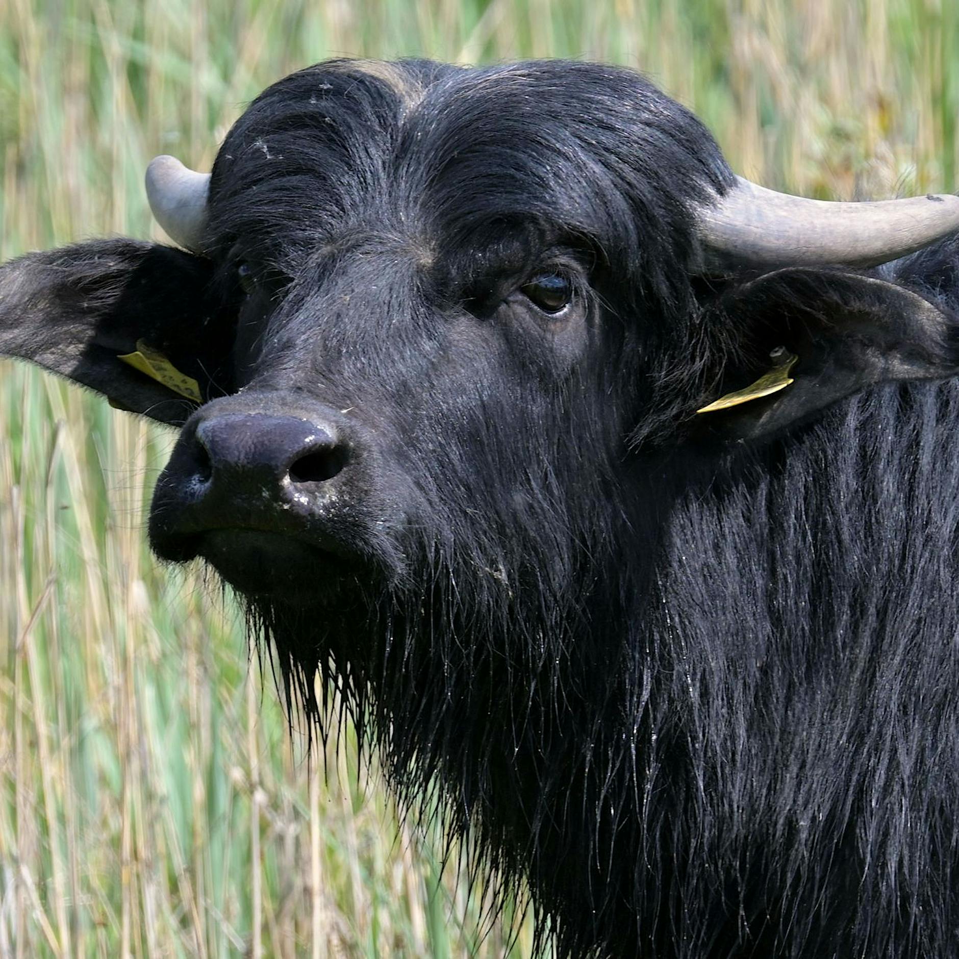 Reinickendorf: Darum grasen bald wieder Wasserbüffel am Tegeler Fließ