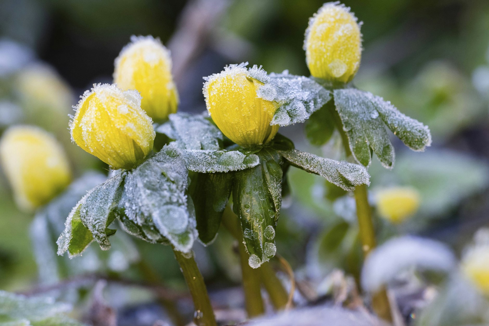 Auch wenn die Tage sonnig sind, für die Nächte ist Frost angesagt. Schon vor den Eisheiligen. Viele Pflanzen brauchen dann etwas Kälte-Schutz.