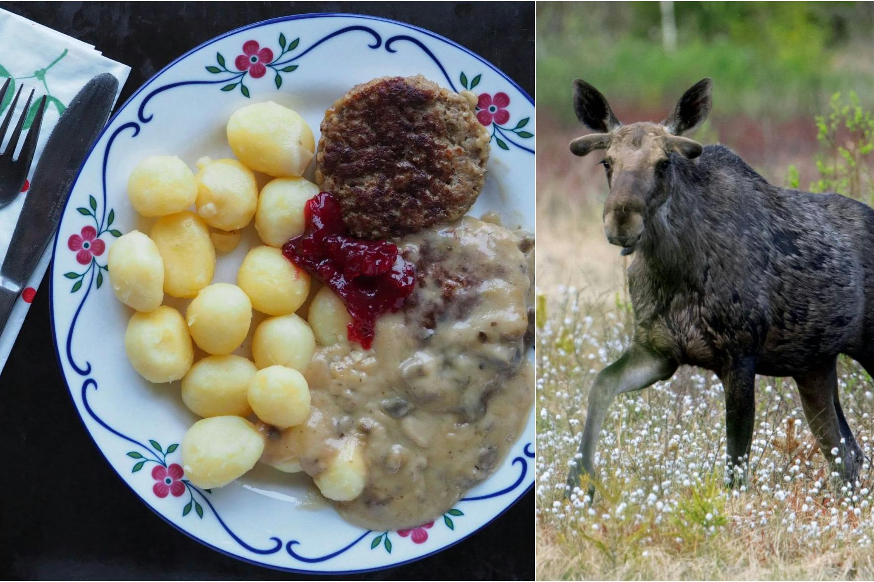 Dieses rustikale Alltagsrezept ist schwedische Hausmannskost in ihrer besten Form. Schwedischer Elch auf dem Teller – Wild, Würzig, Wunderbar!