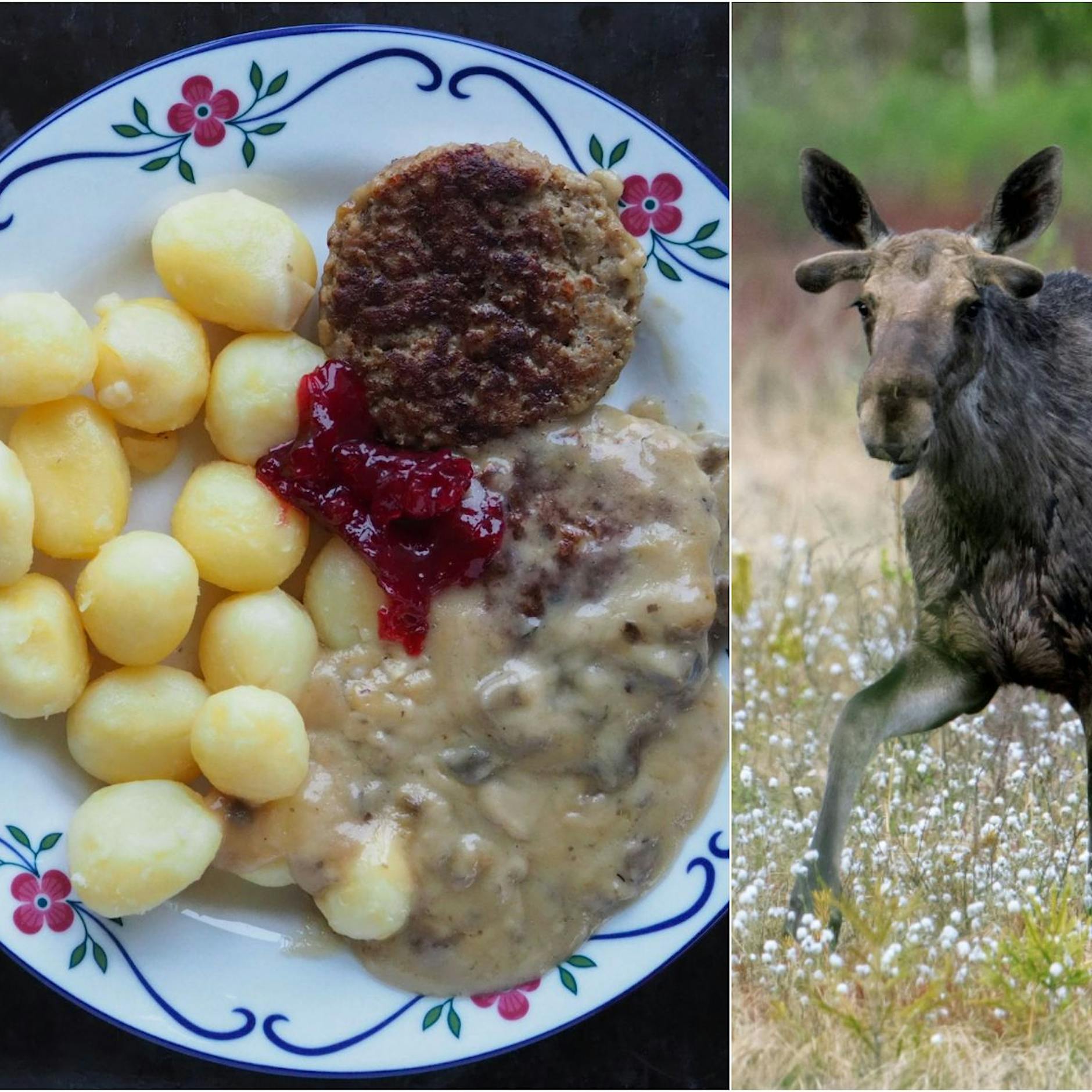 Uriges Rezept aus Schweden: Elch-Bouletten mit Kartoffeln!