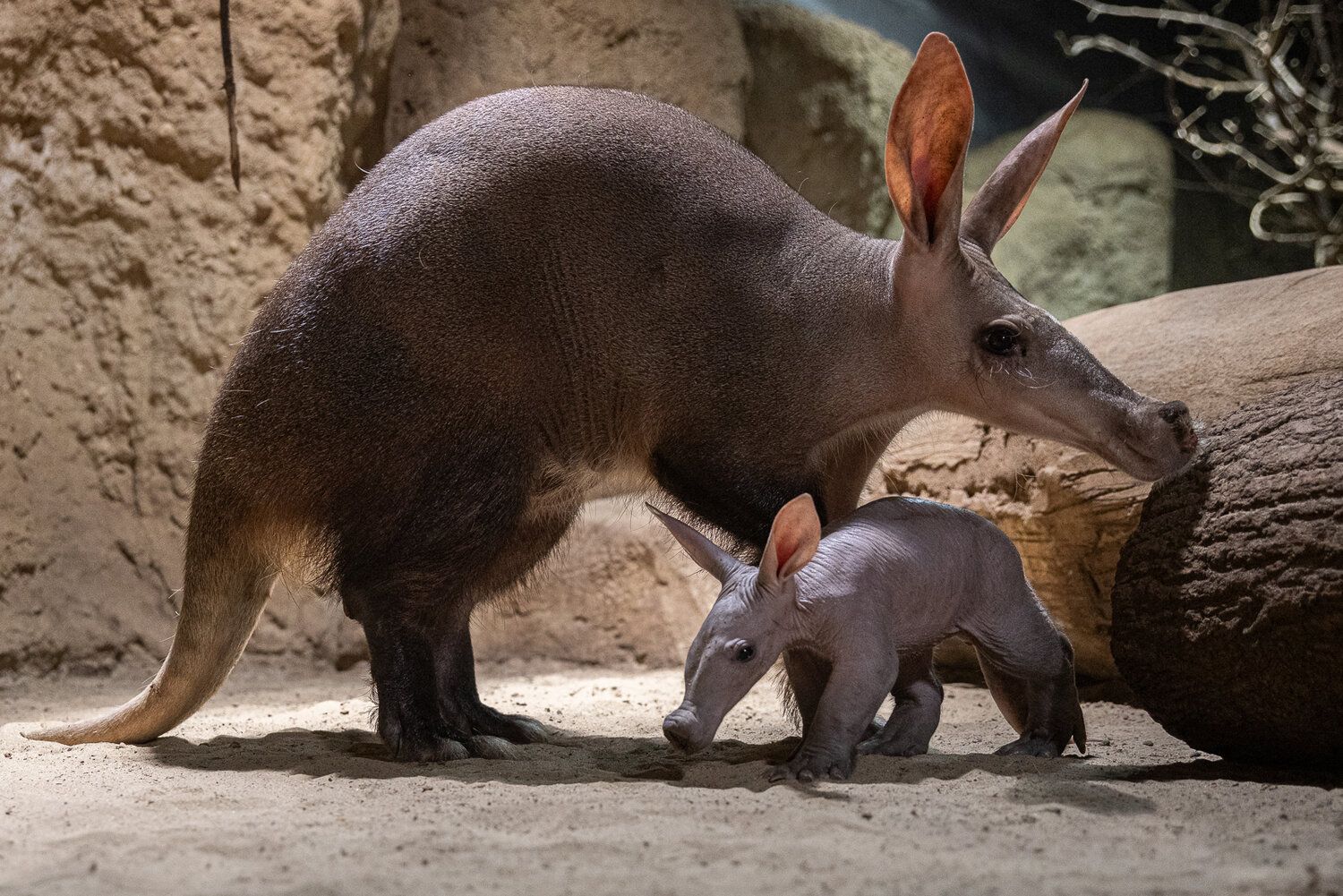 Seltener Neuzugang im Zoo Berlin: Das ist Frida, das Erdferkel
