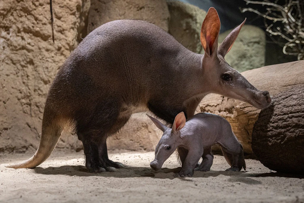 Seltener Neuzugang im Zoo Berlin: Das ist Frida, das Erdferkel