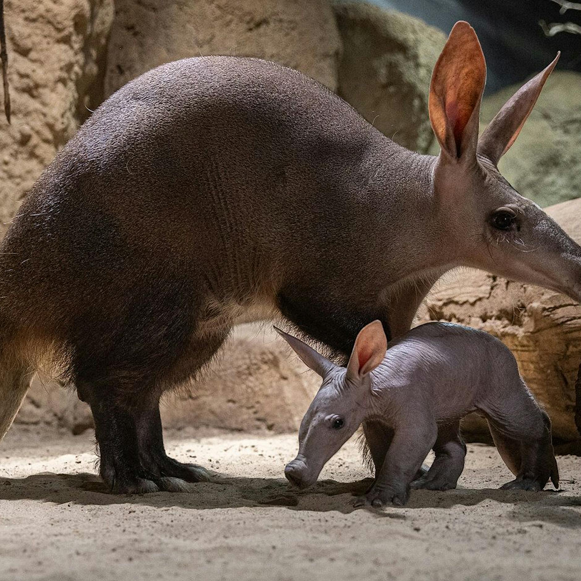 Seltener Neuzugang im Zoo Berlin: Das ist Frida, das Erdferkel