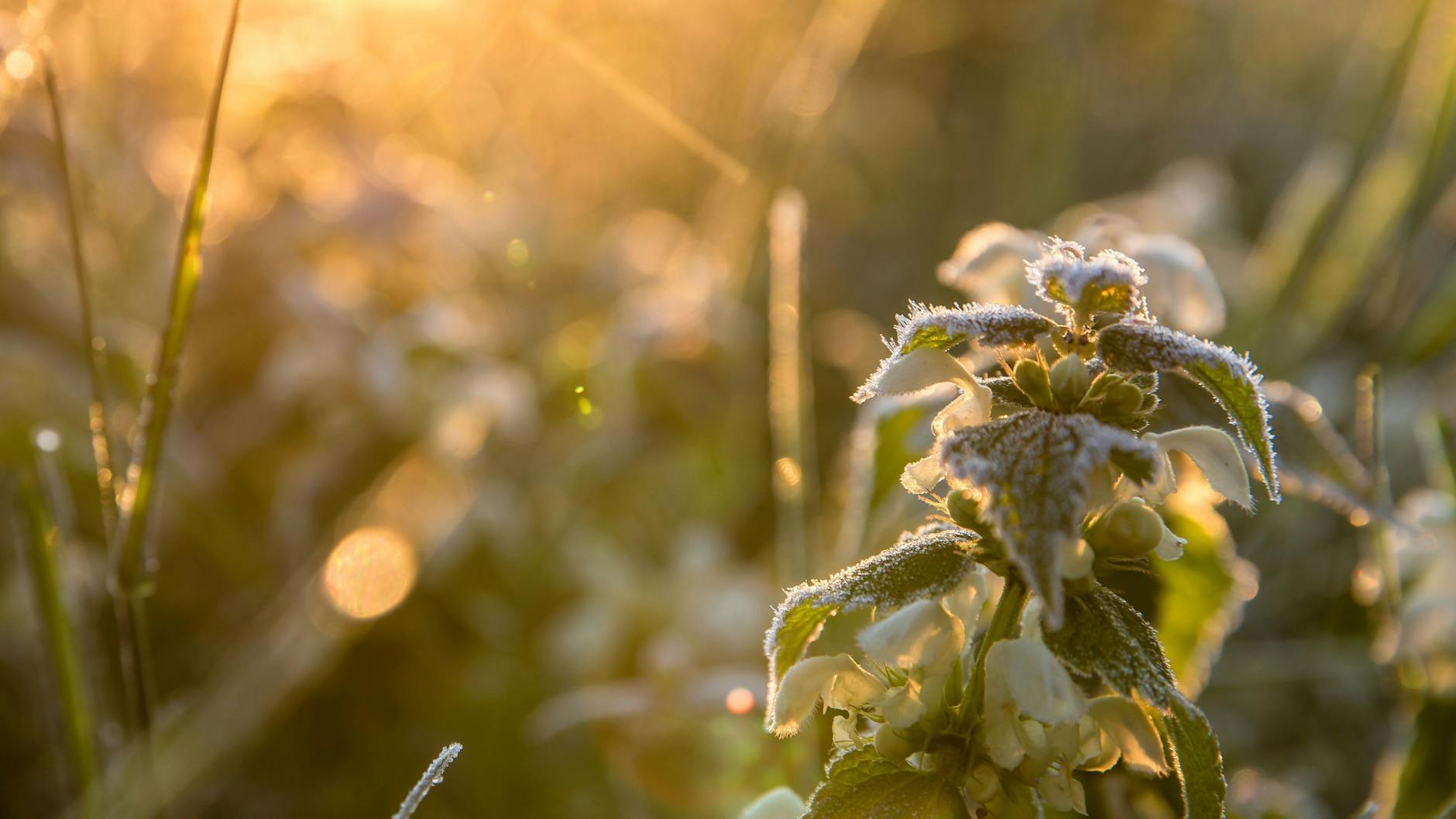 In den Morgenstunden fallen die Temperatur derzeit auf knackige Minus-Grade. Aber das Wetter bleibt ansonsten unspektakulär.