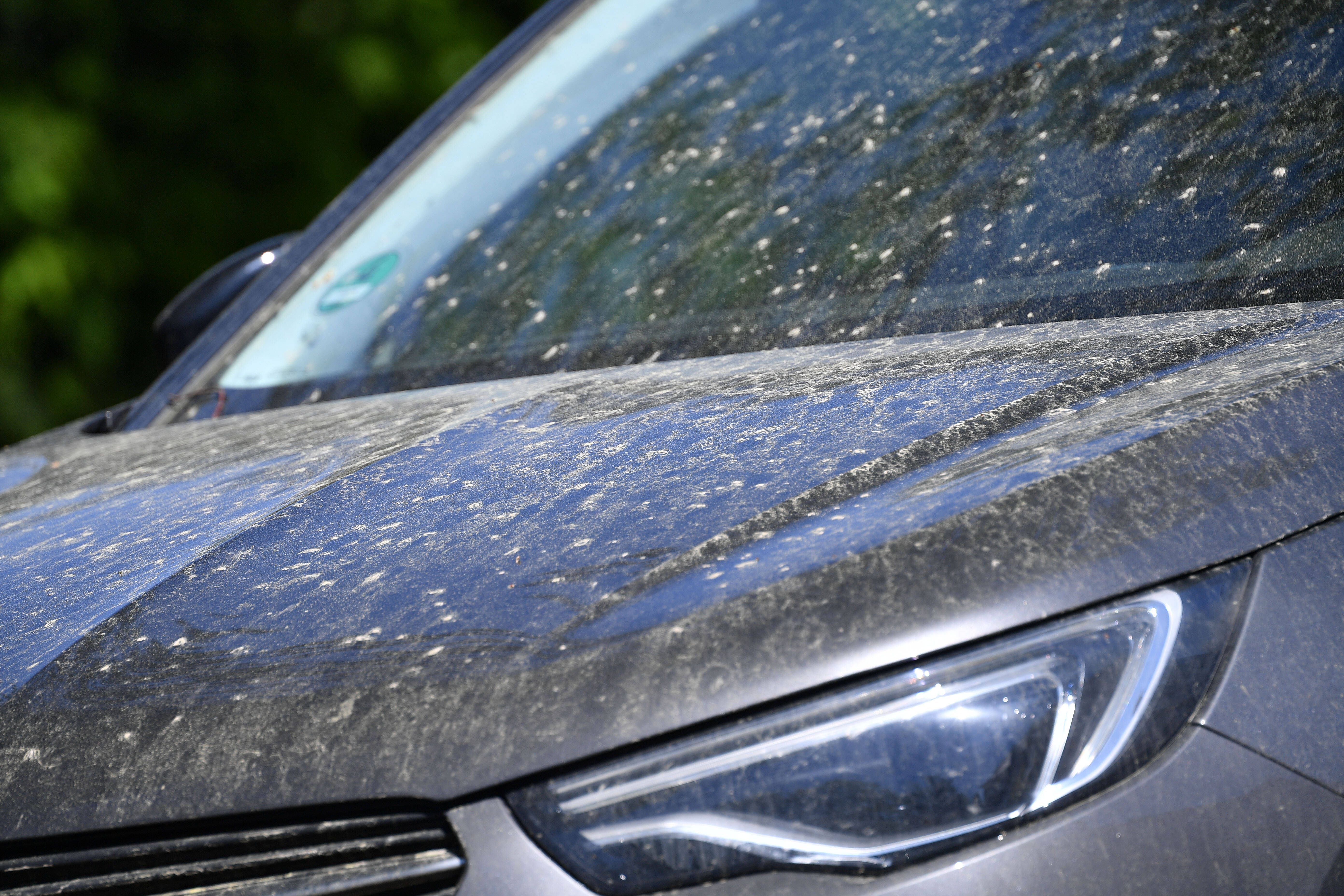 Blütenstaub und Honigtau: Schadet die klebrige Schicht dem Auto-Lack?