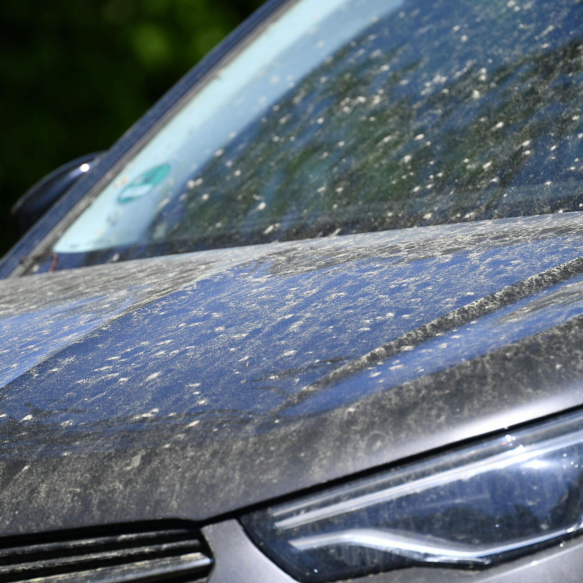 Blütenstaub und Honigtau: Schadet die klebrige Schicht dem Auto-Lack?