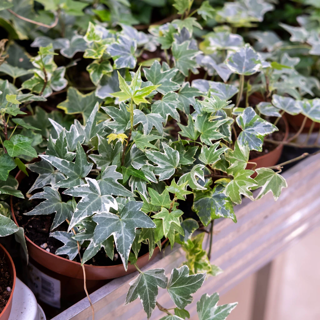pinnatum marble variegata Epipremnum Pinnatum Marble Variegata – Foliage Dreams main image 1