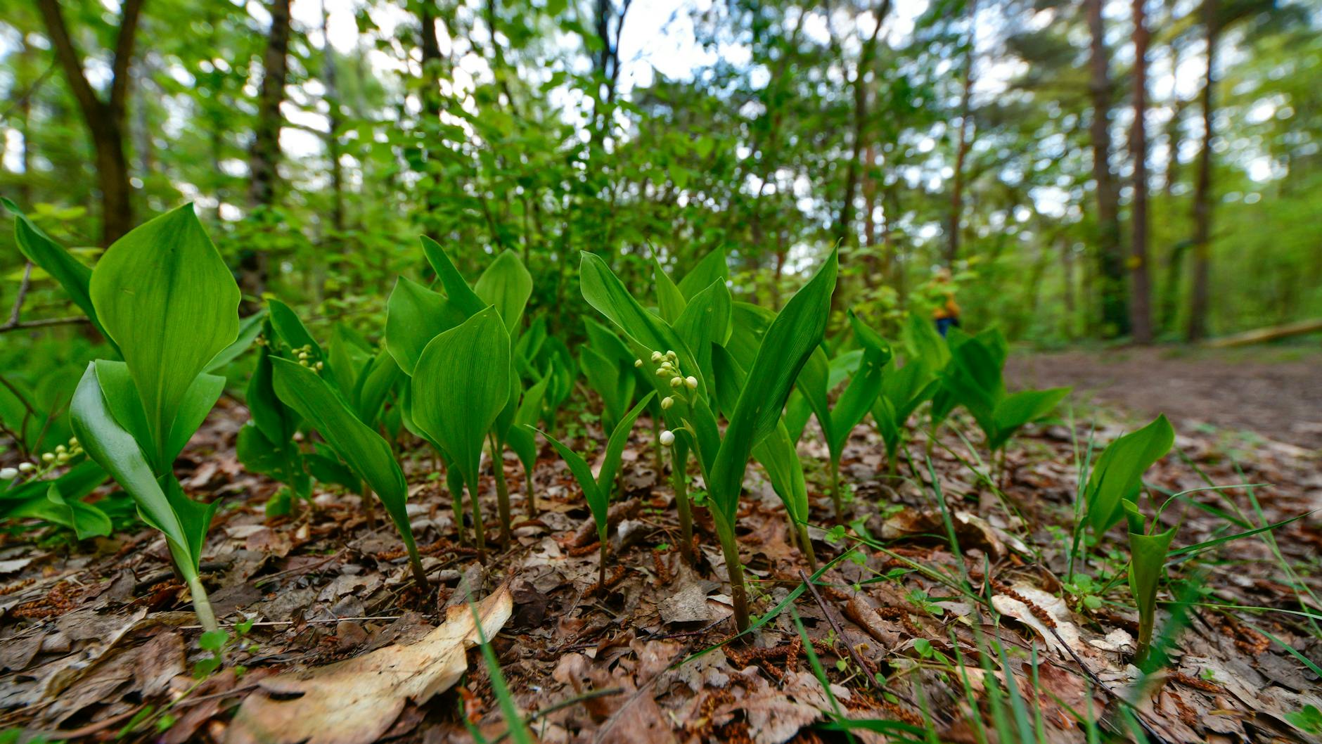 Maiglöckchen in einem Berliner Wald.