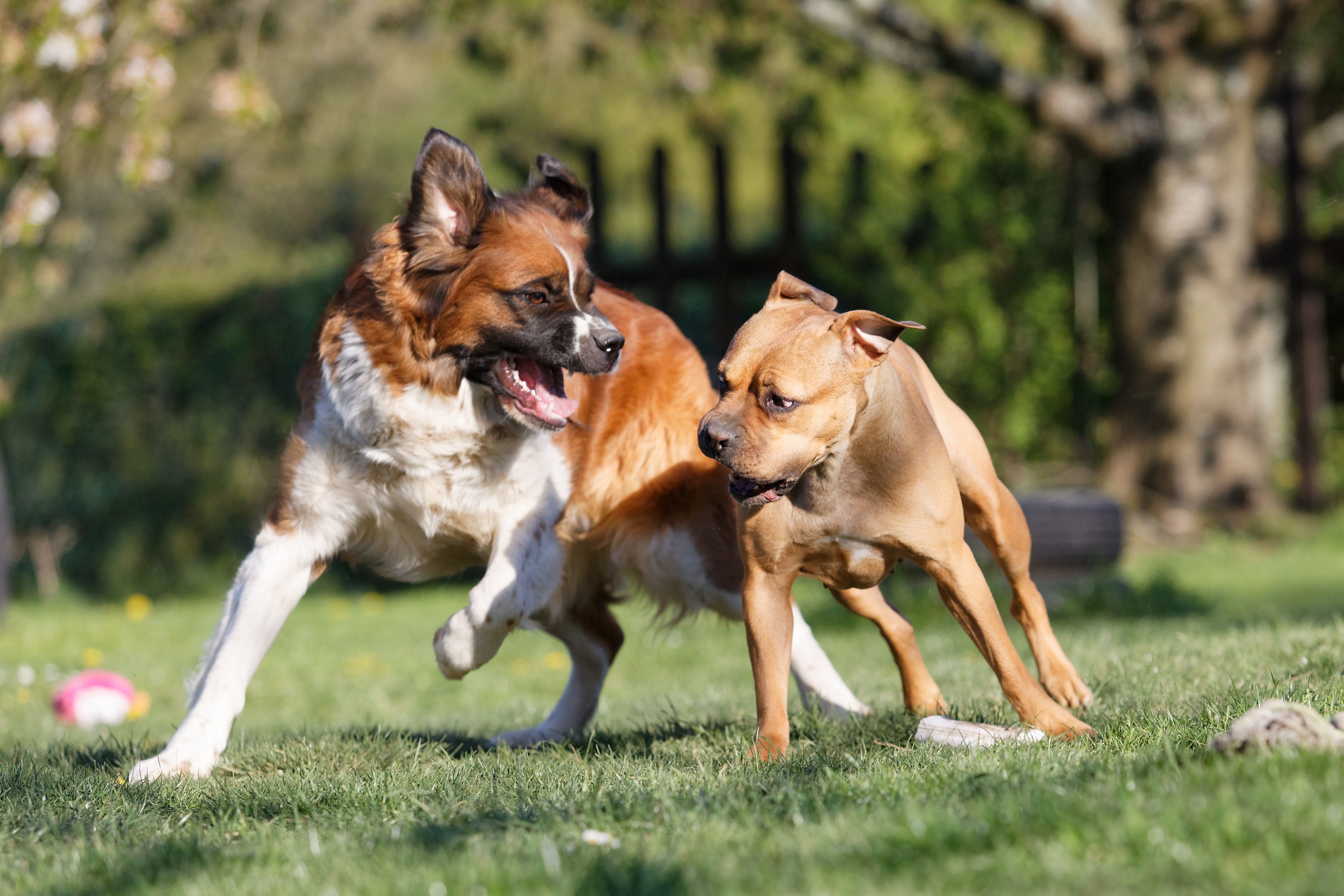 Tempelhof-Schöneberg: Neuer Hundeauslauf im Kleistpark eröffnet