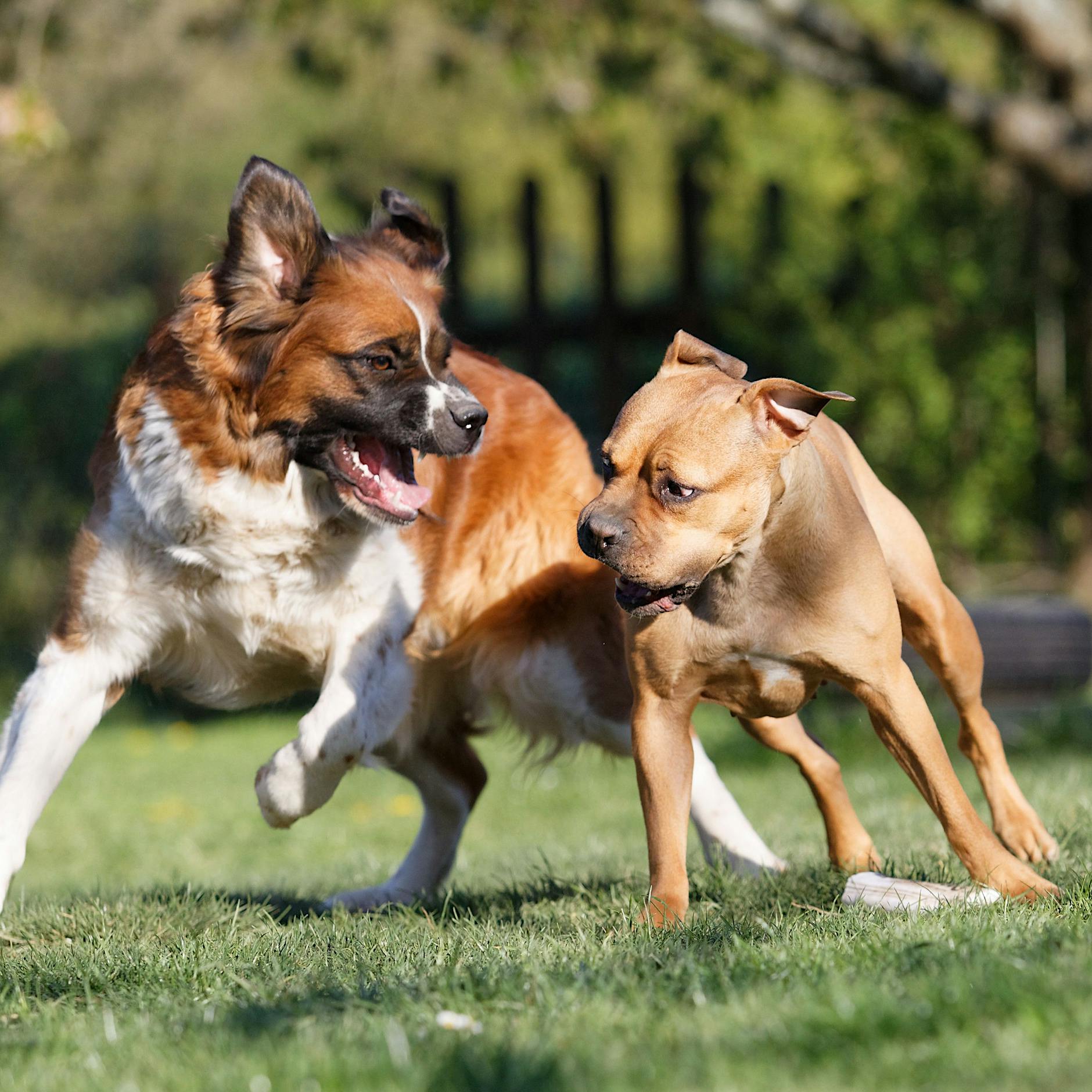 Tempelhof-Schöneberg: Neuer Hundeauslauf im Kleistpark eröffnet