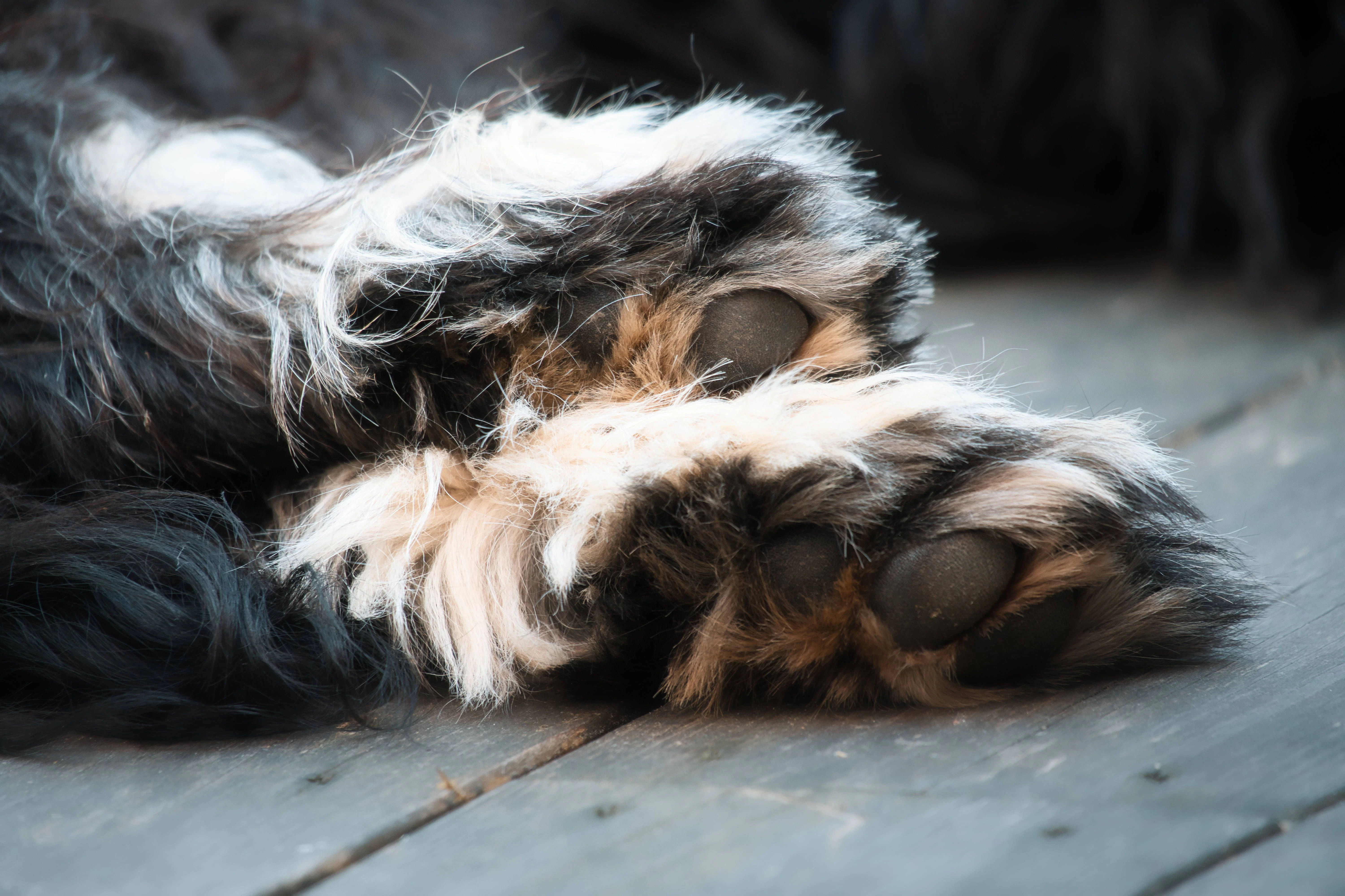 frau lässt sich vom hund befriedigen Prozess in Schweden: Frau hatte Sex mit Hunden ihrer Freunde!