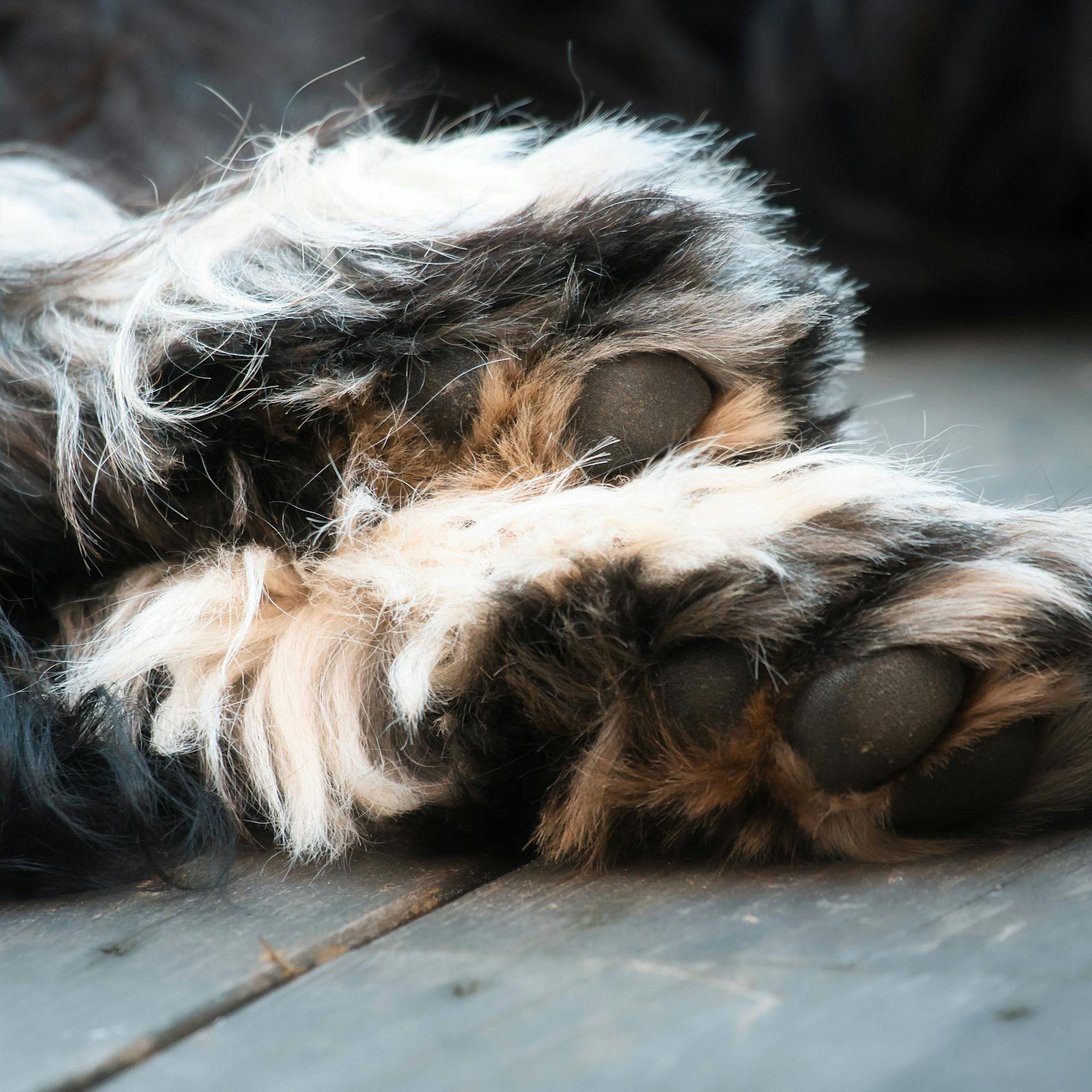 Prozess in Schweden: Frau hatte Sex mit Hunden ihrer Freunde!