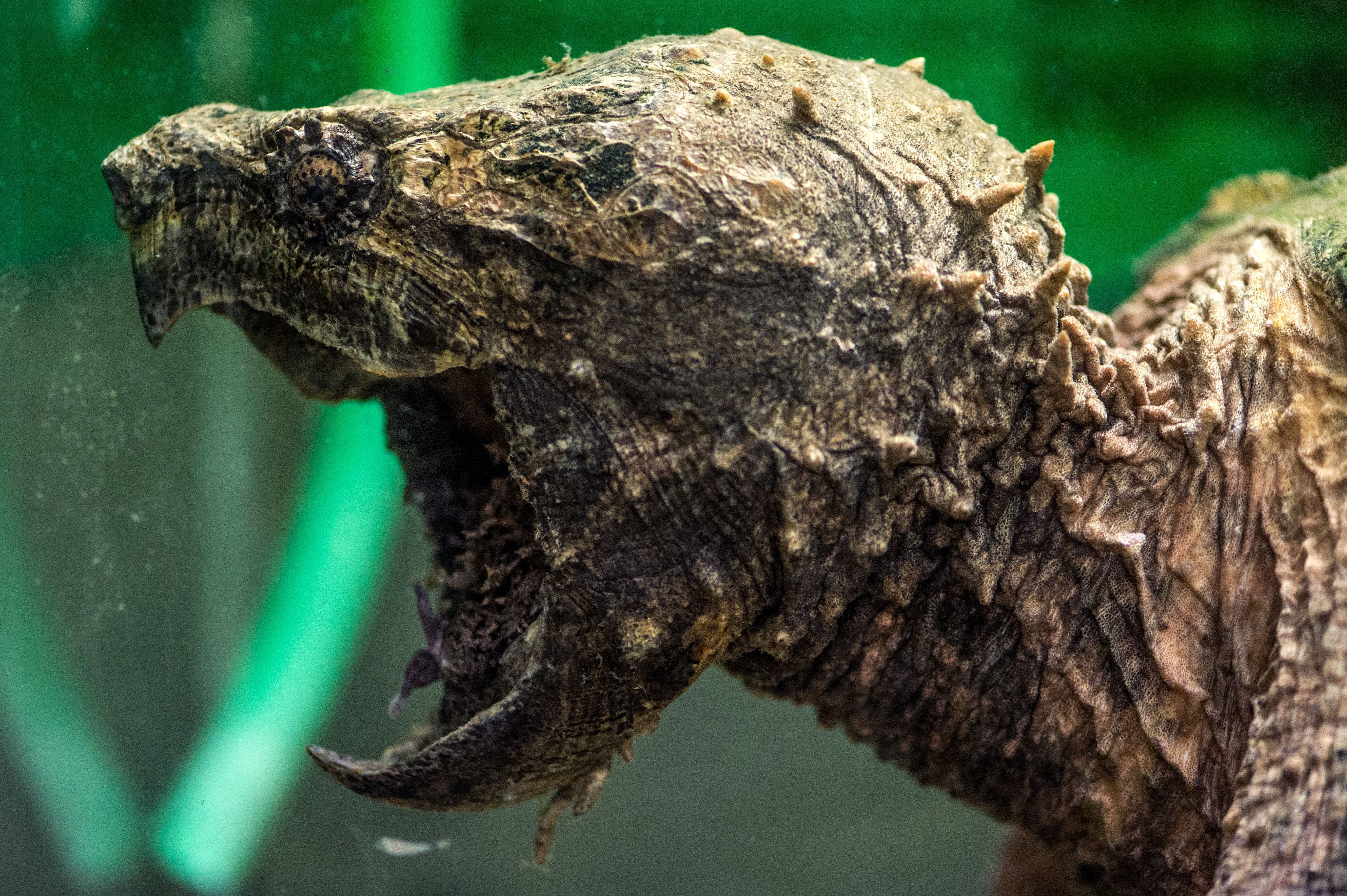 Image - Schleswig-Holstein: Arbeiter finden gefährliche Schildkröte im Kanal