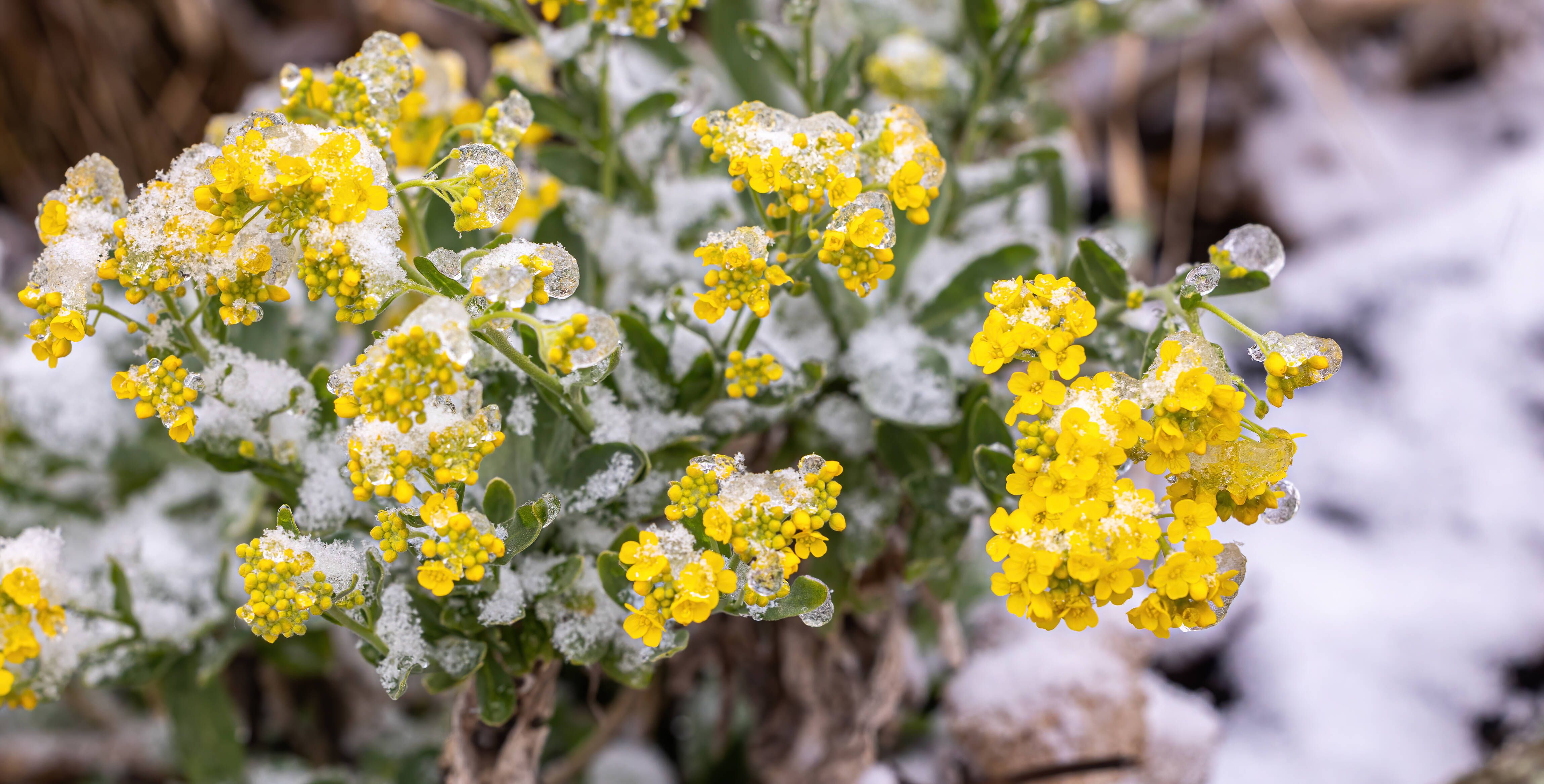 Eisheilige: Gibt‘s die Bibbernächte im Klimawandel überhaupt noch?
