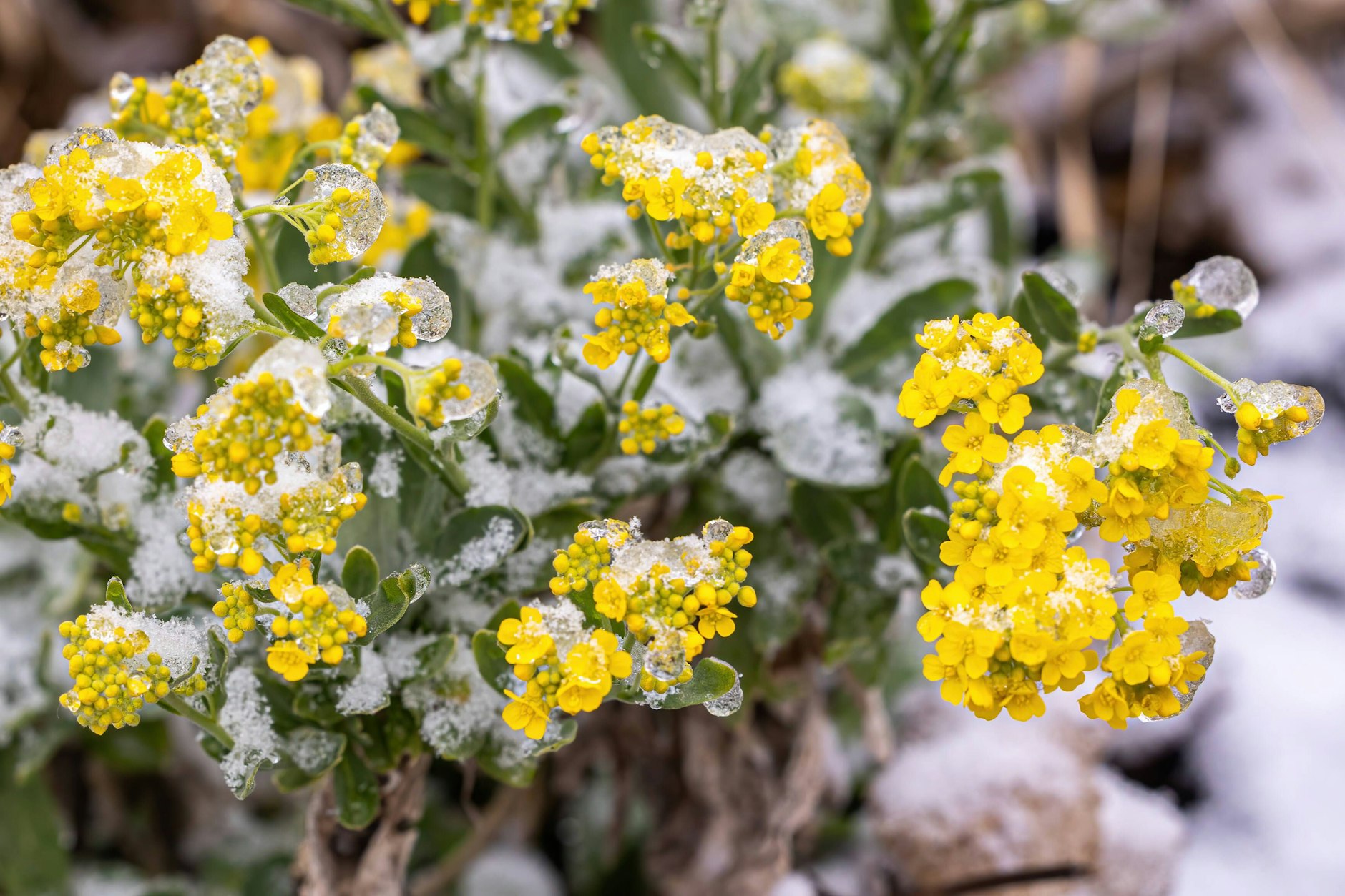 Frostnächte mitten im Mai – die Eisheiligen sind für Pflanzen eine Riesengefahr.