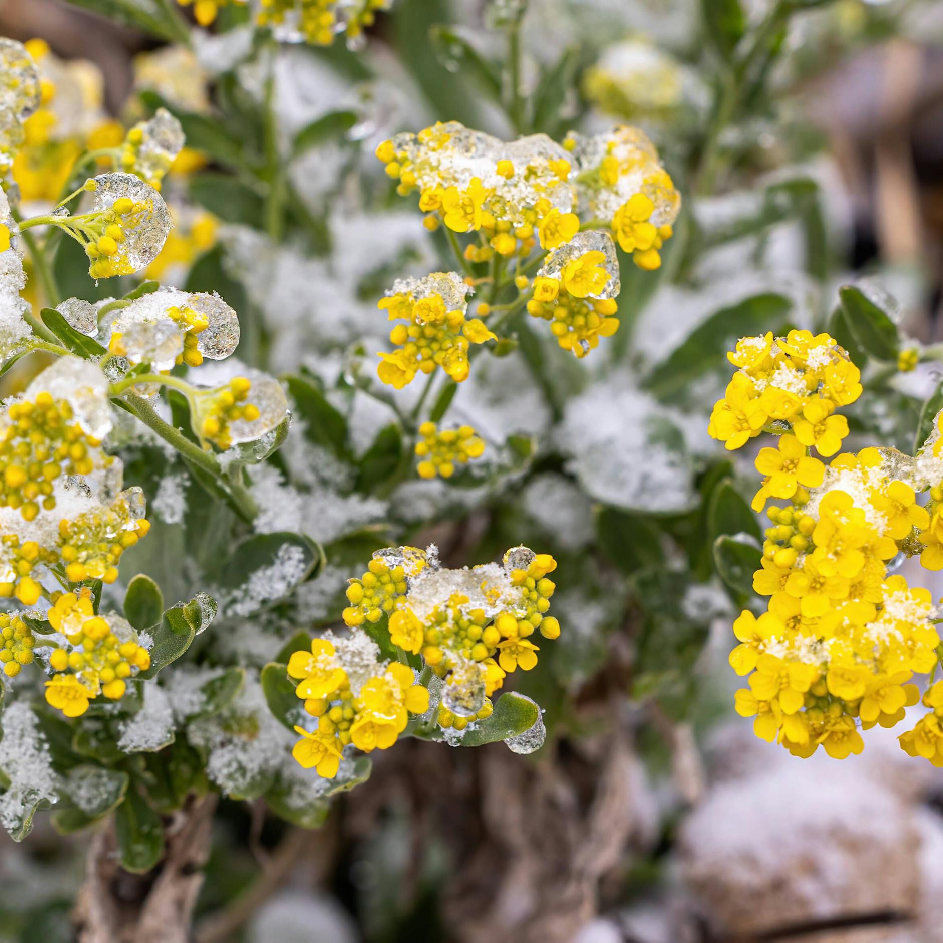 Eisheilige: Gibt‘s die Bibbernächte im Klimawandel überhaupt noch?