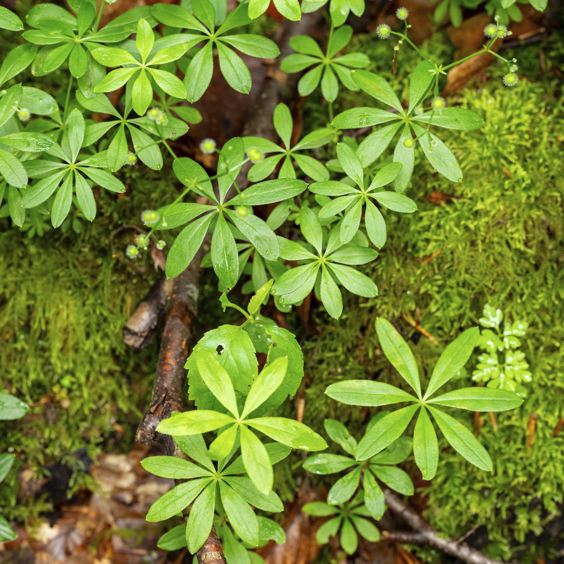 Waldmeister wächst an schattigen Plätzen, oft in der Nähe von Bäumen.