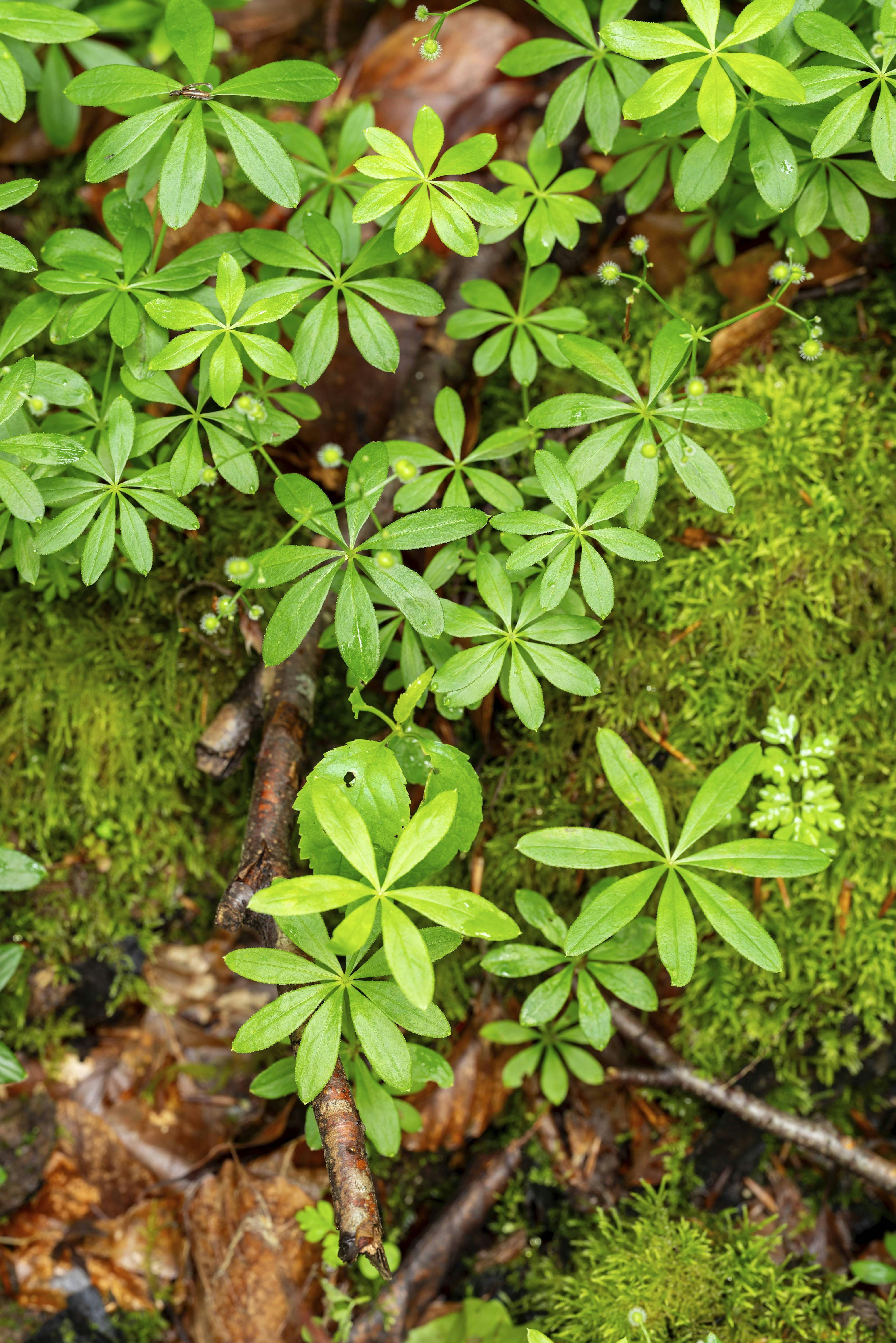 Rezept für Maibowle mit Waldmeister – so spritzig und erfrischend!