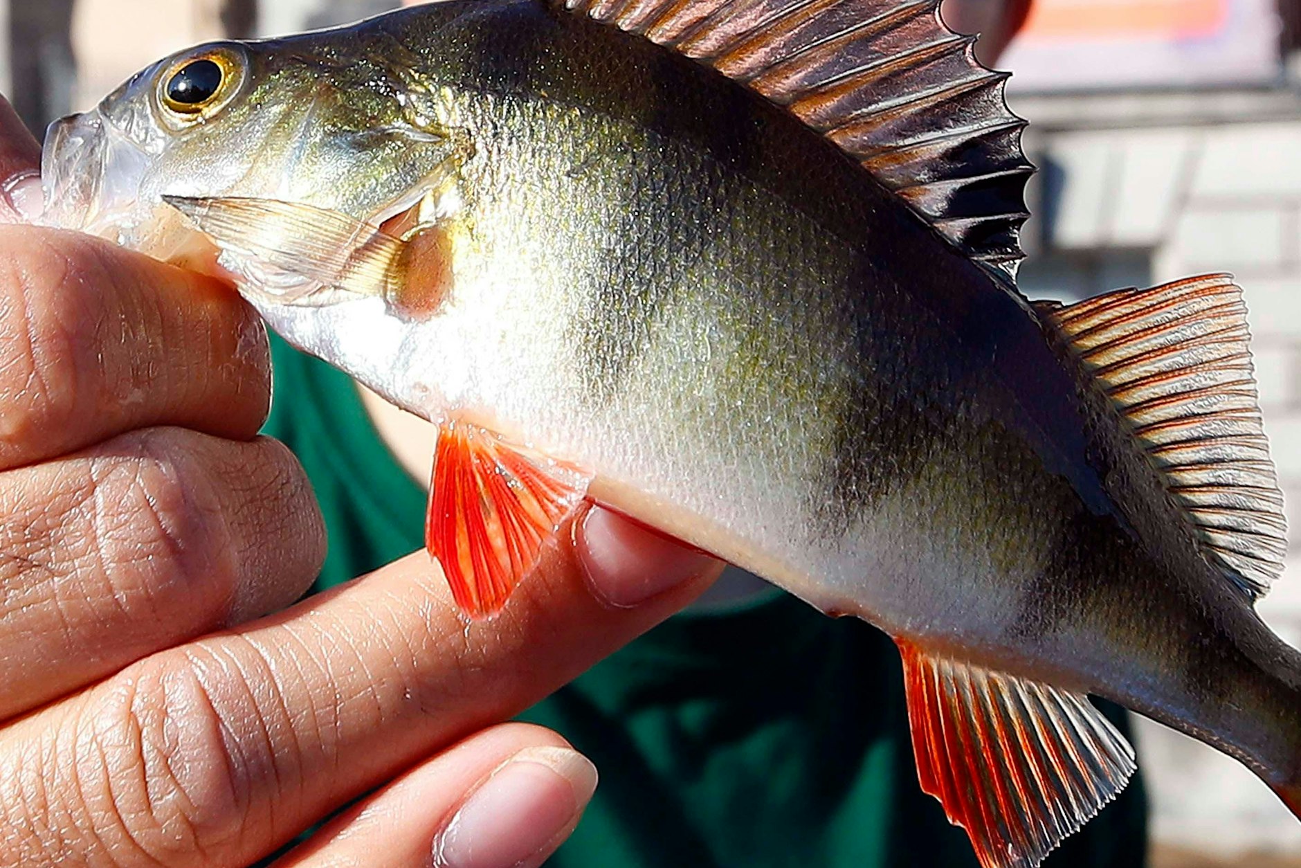 Ein Angler zeigt stolz einen Barsch, den er an der Museumsinsel mitten in Berlin gefangen hat. Nicht immer landen die Fische auf dem Teller.