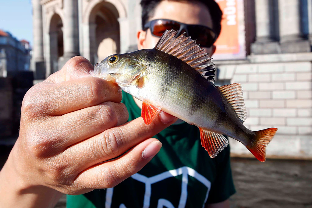 Jugend-Trend „Streetfishing“: Sind Berliner Angler Tierquäler?
