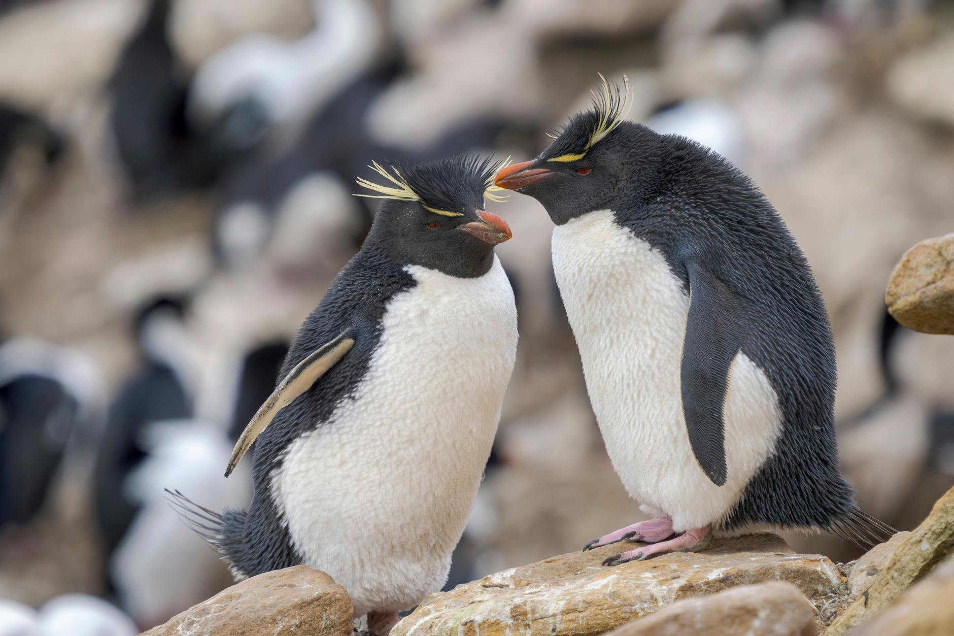Im Berliner Zoo in Mitte ist Ende April ein Felsenpinguin geboren worden.