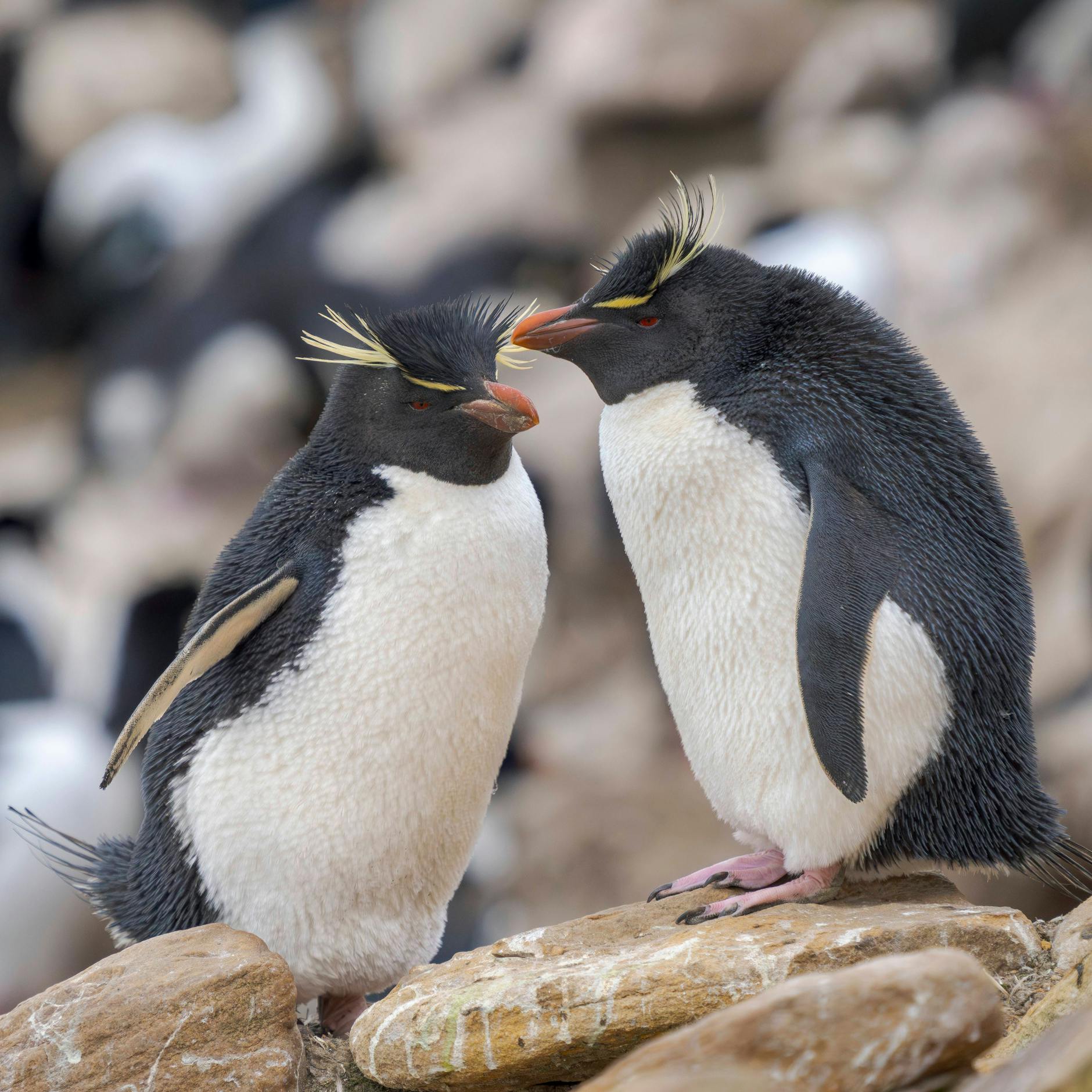 Image - Zoo Berlin in Mitte: Bei den Felsenpinguinen ist ein Küken geschlüpft (Video)
