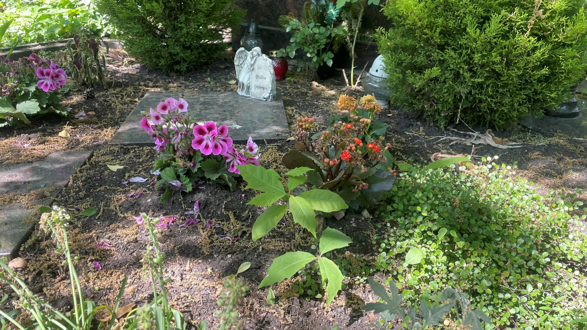 Blumen brauchen Wasser.