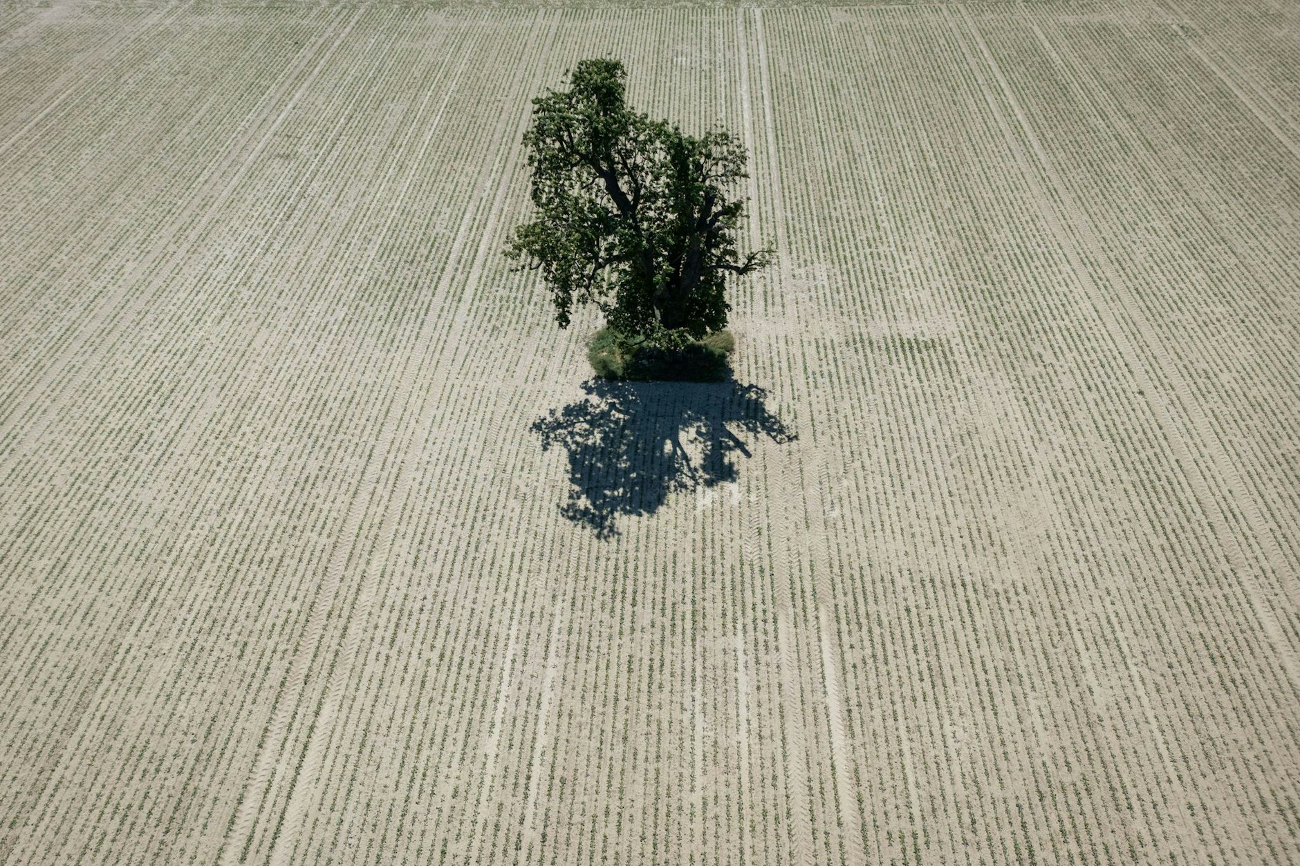 Ein Jahrhundert-Sommer mit großer Trockenheit und Hitze würde die Natur vor ein gewaltiges Problem stellen.