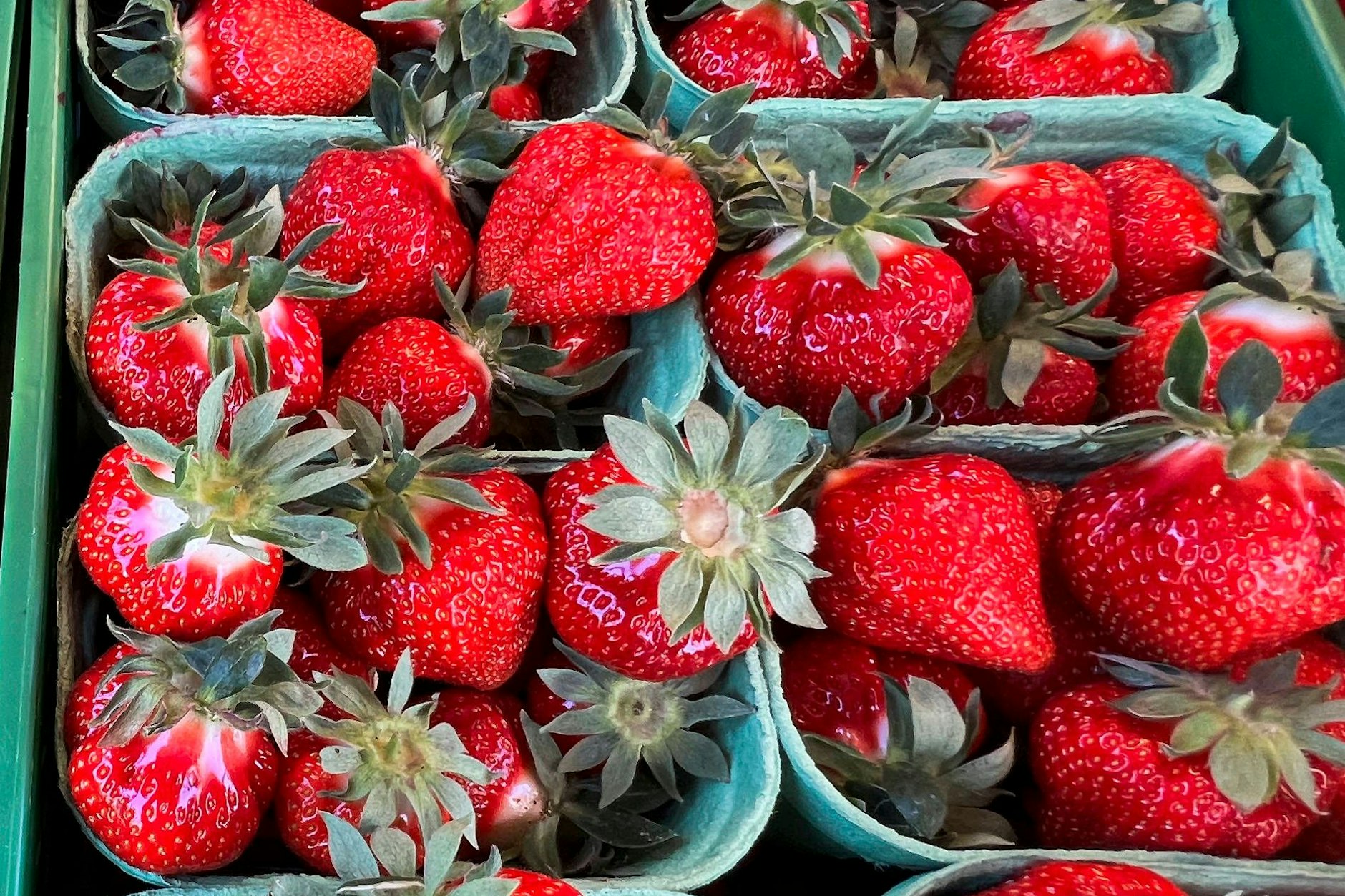 Erdbeeren frisch vom Marktstand: Leider sind die leckeren Früchte nicht lange haltbar.