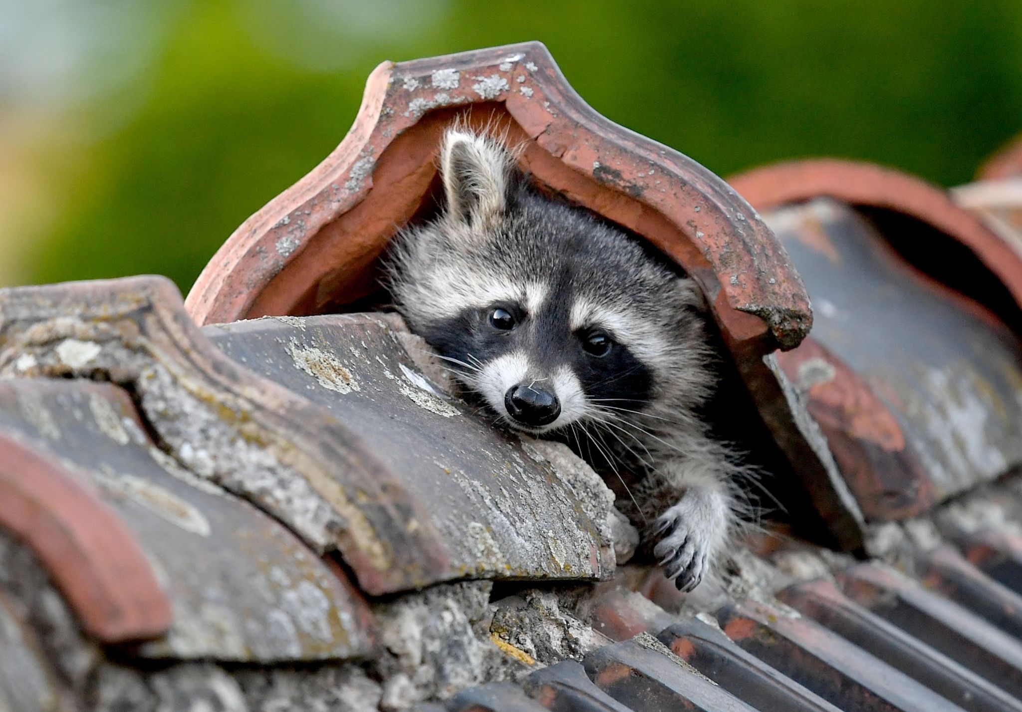 Image - Waschbär plündert Erdbeerbeet im Süden Berlins - mit Video
