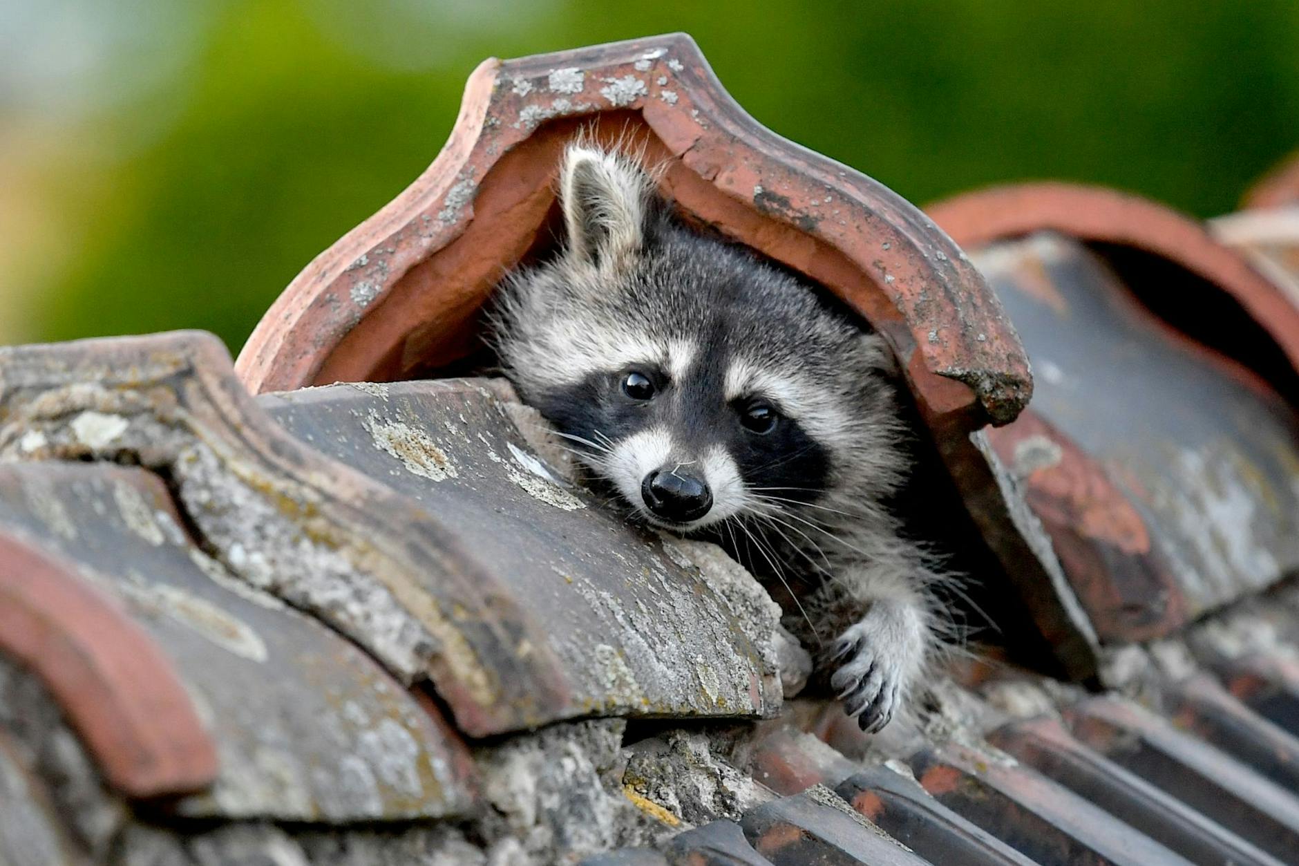 Ein Waschbär guckt aus seinem Versteck.