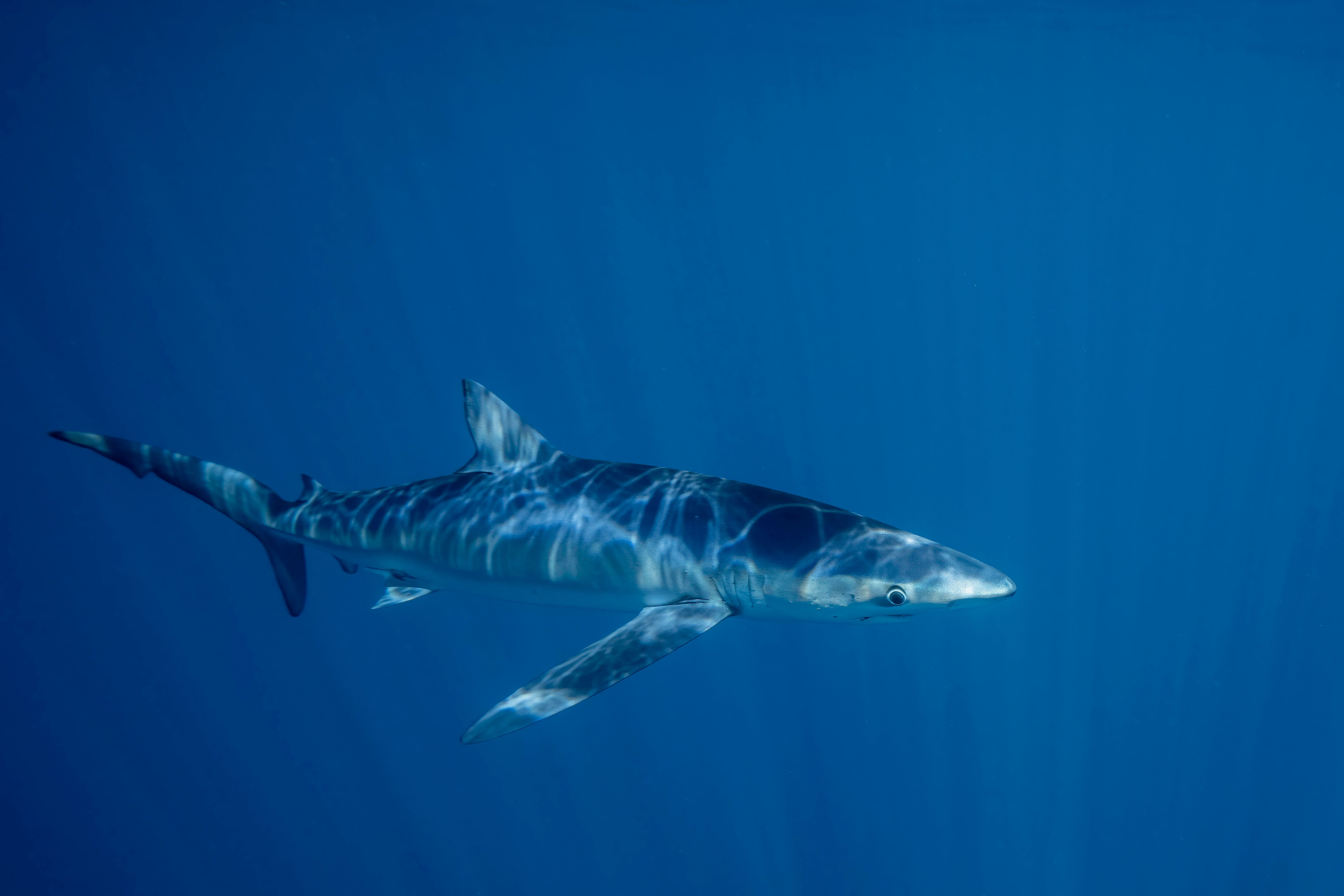 Alarm in Italien: Zwei Meter langer Hai im Hafen von Triest gesichtet!