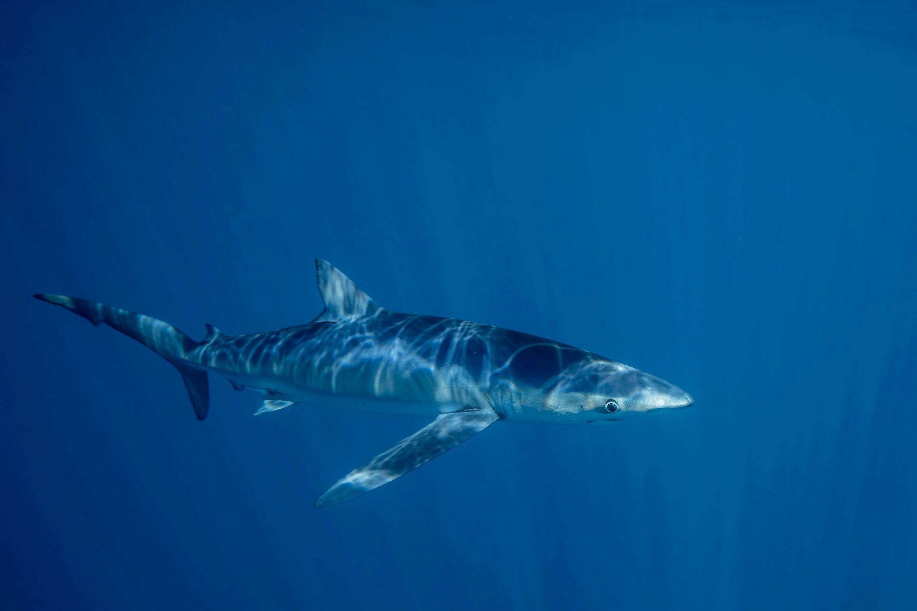 Blauhaie sind vom Aussterben bedroht. Jetzt verirrte sich ein Tier ins Hafenbecken von Triest.
