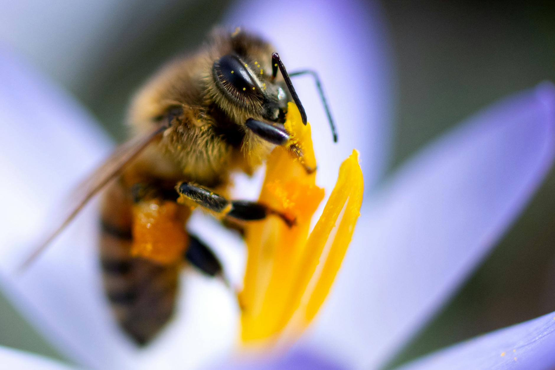 Eine Biene sammelt Pollen in einer Krokusblüte: Honigbienen gehören zu den wichtigsten Nutztieren der Menschen.