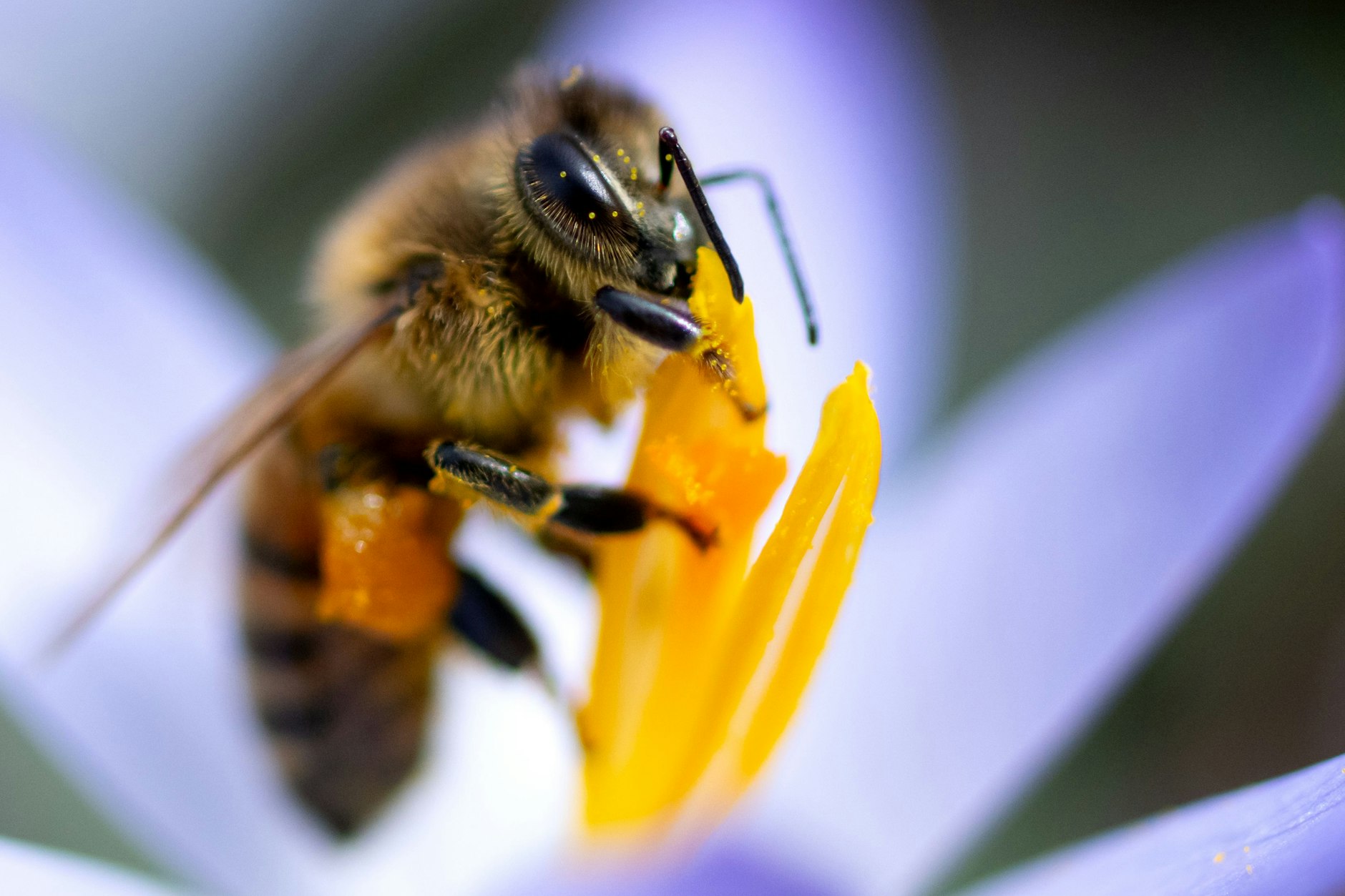 Eine Biene sammelt Pollen in einer Krokusblüte: Honigbienen gehören zu den wichtigsten Nutztieren der Menschen.