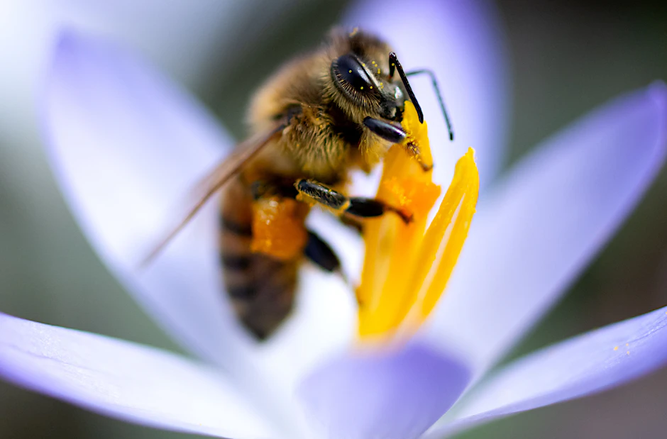 Eine Biene sammelt Pollen in einer Krokusblüte: Honigbienen gehören zu den wichtigsten Nutztieren der Menschen.