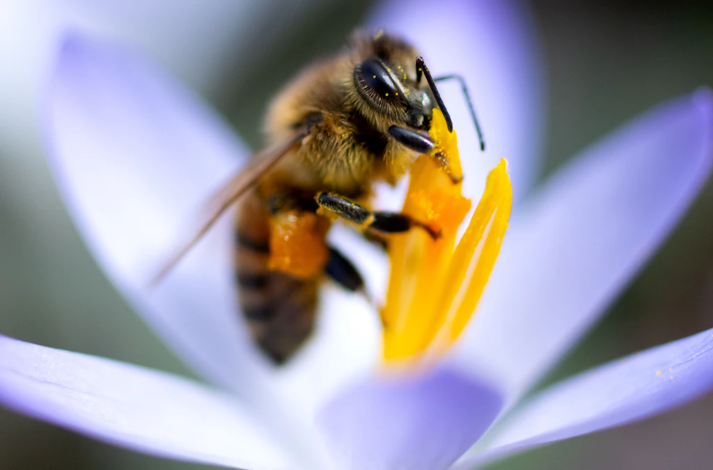 „Wespen sind die besseren Bienen“: Insekten sind viel mehr als nervige Plagegeister
