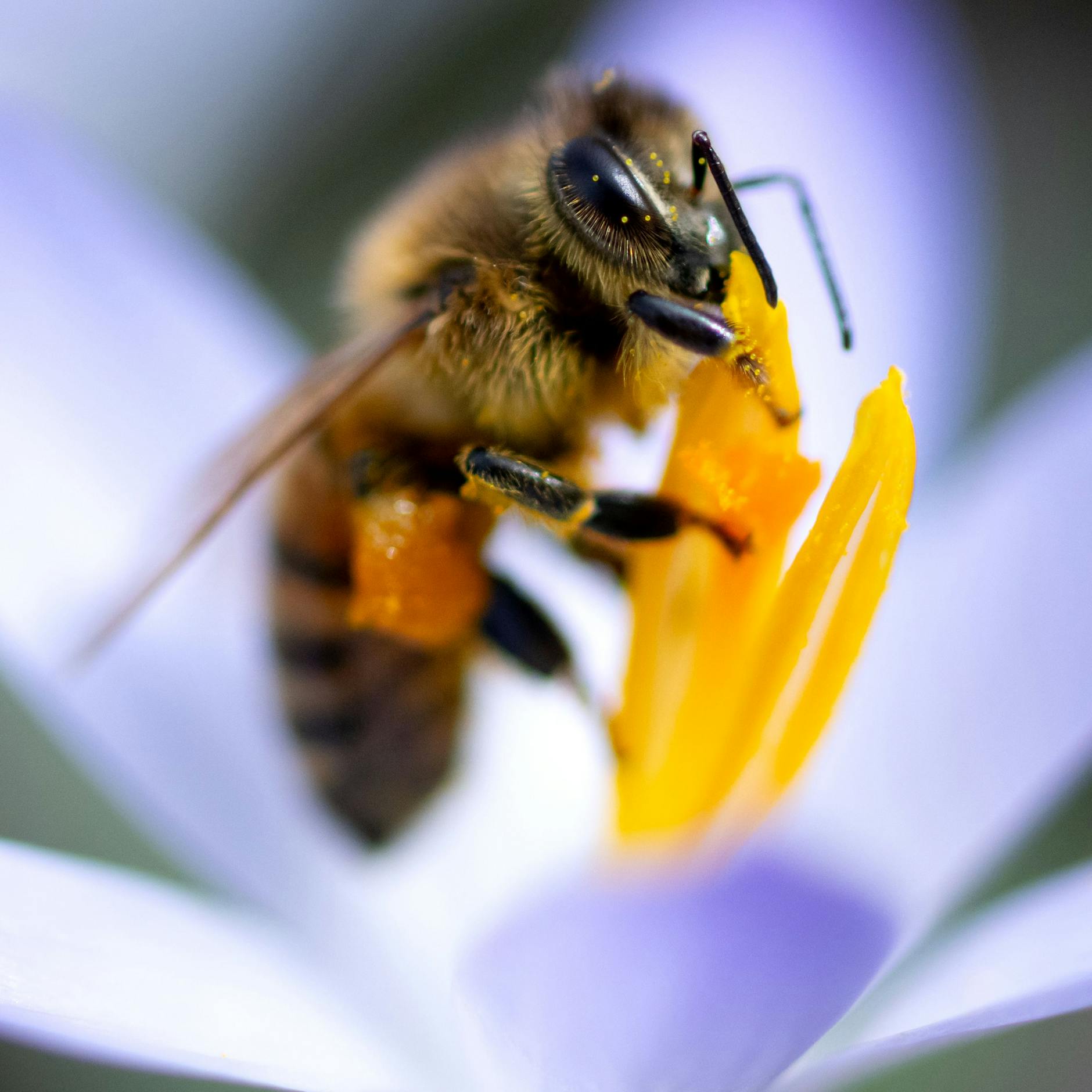 Image - „Wespen sind die besseren Bienen“: Insekten sind viel mehr als nervige Plagegeister