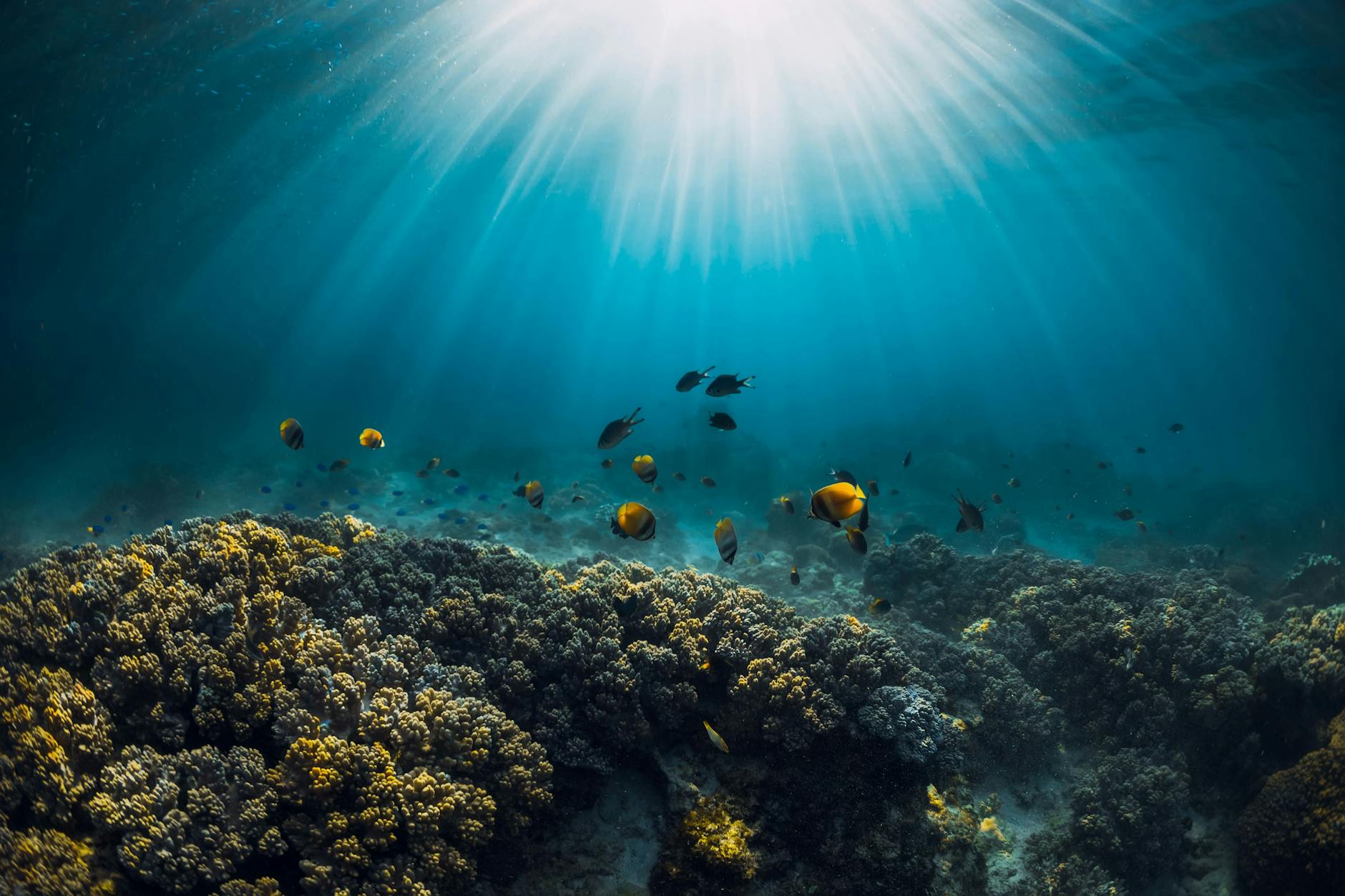 Bevor neue Korallen wachsen können, braucht es Forschung, Geduld – und die richtigen Bedingungen. Eco-Sud analysiert Licht, Temperatur und Artenvielfalt, um passende Stellen wie in Blue Bay zu finden. Dort werden gesunde Fragmente gesammelt, in Metallstrukturen aufgezogen und später in die Riffe zurückgepflanzt.