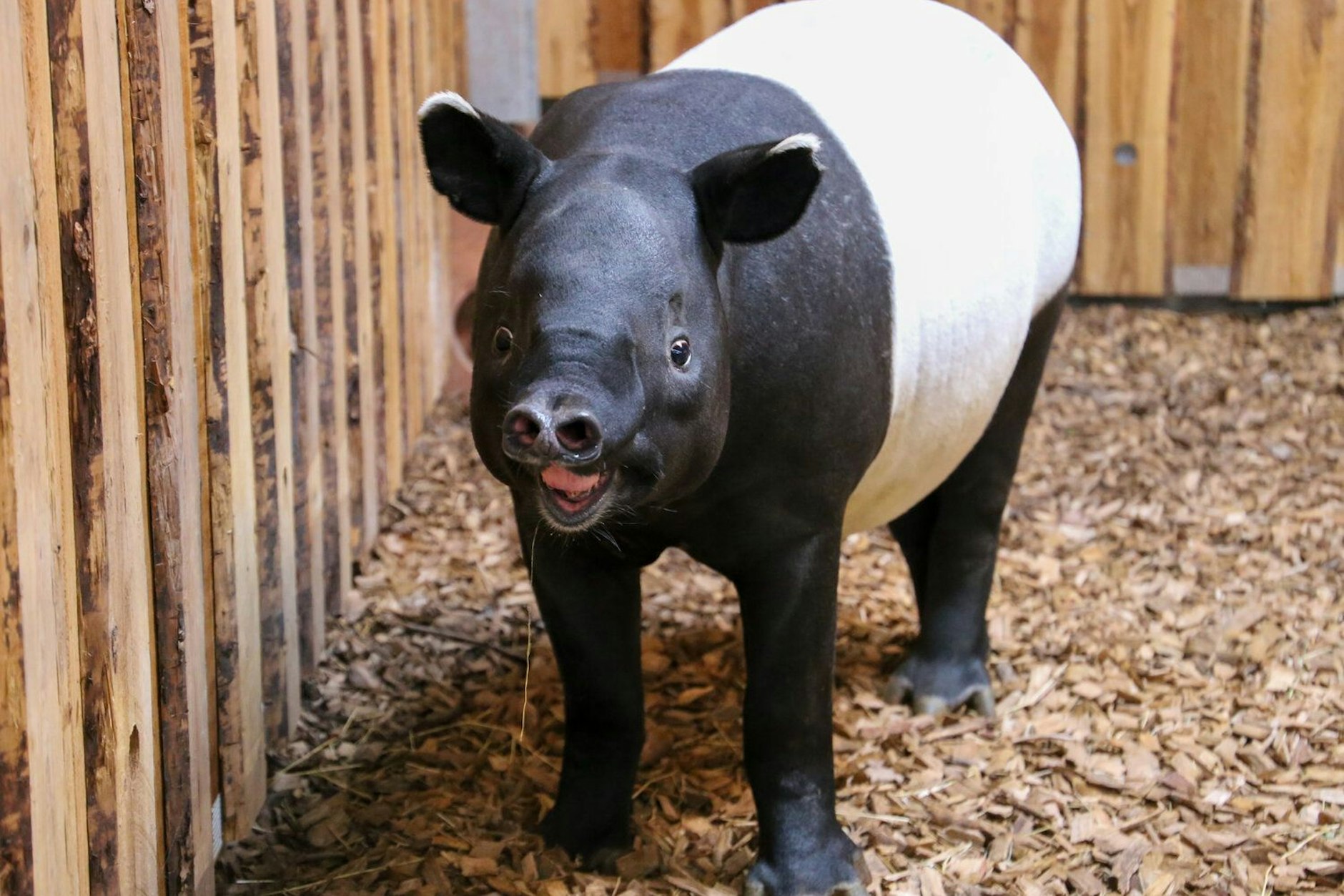 Schabrackentapirs Rakiju: „Ein charismatischer Waldbewohner bereichert die Nashornpagode.“