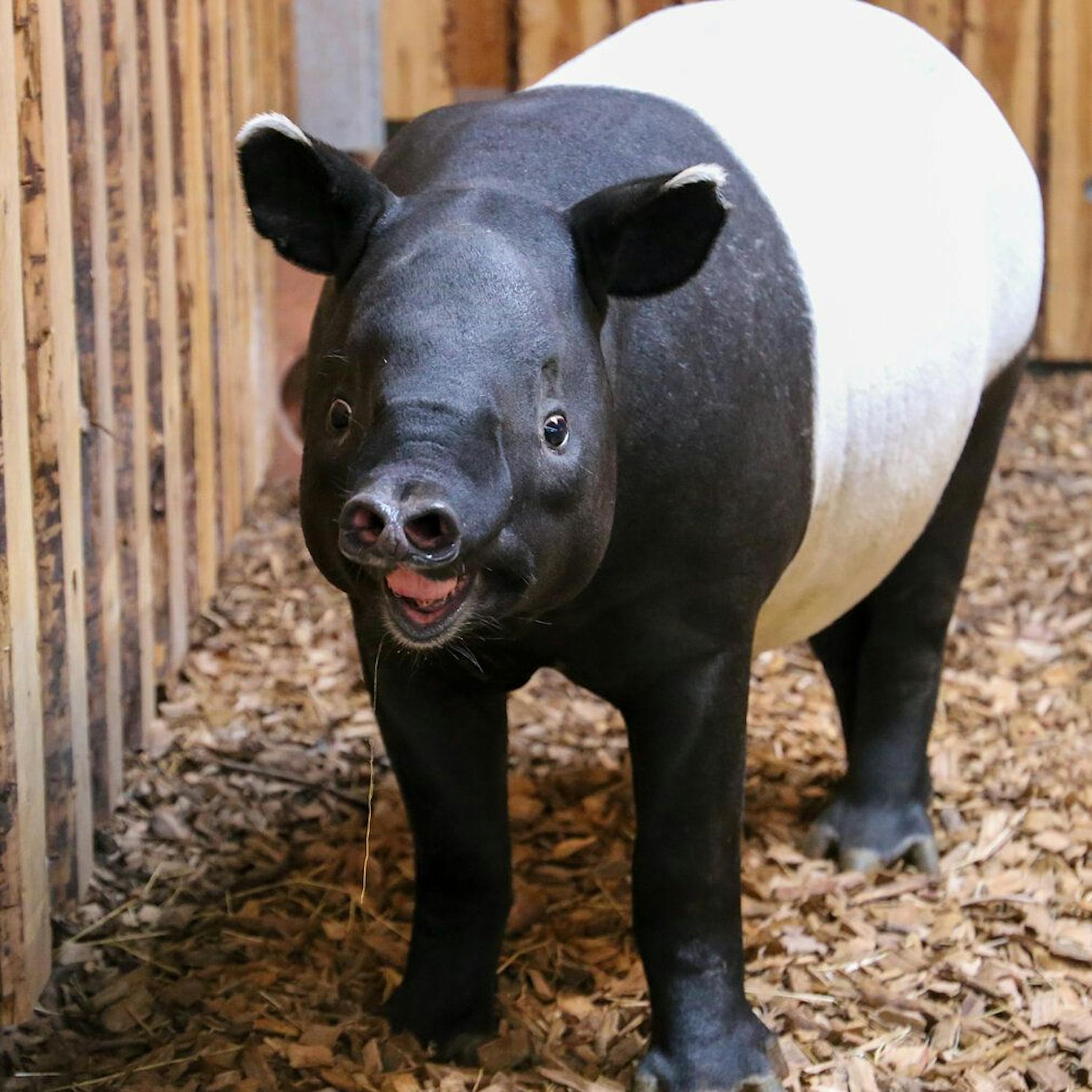 Berliner Zoo freut sich über Schabrackentapir Rakiju