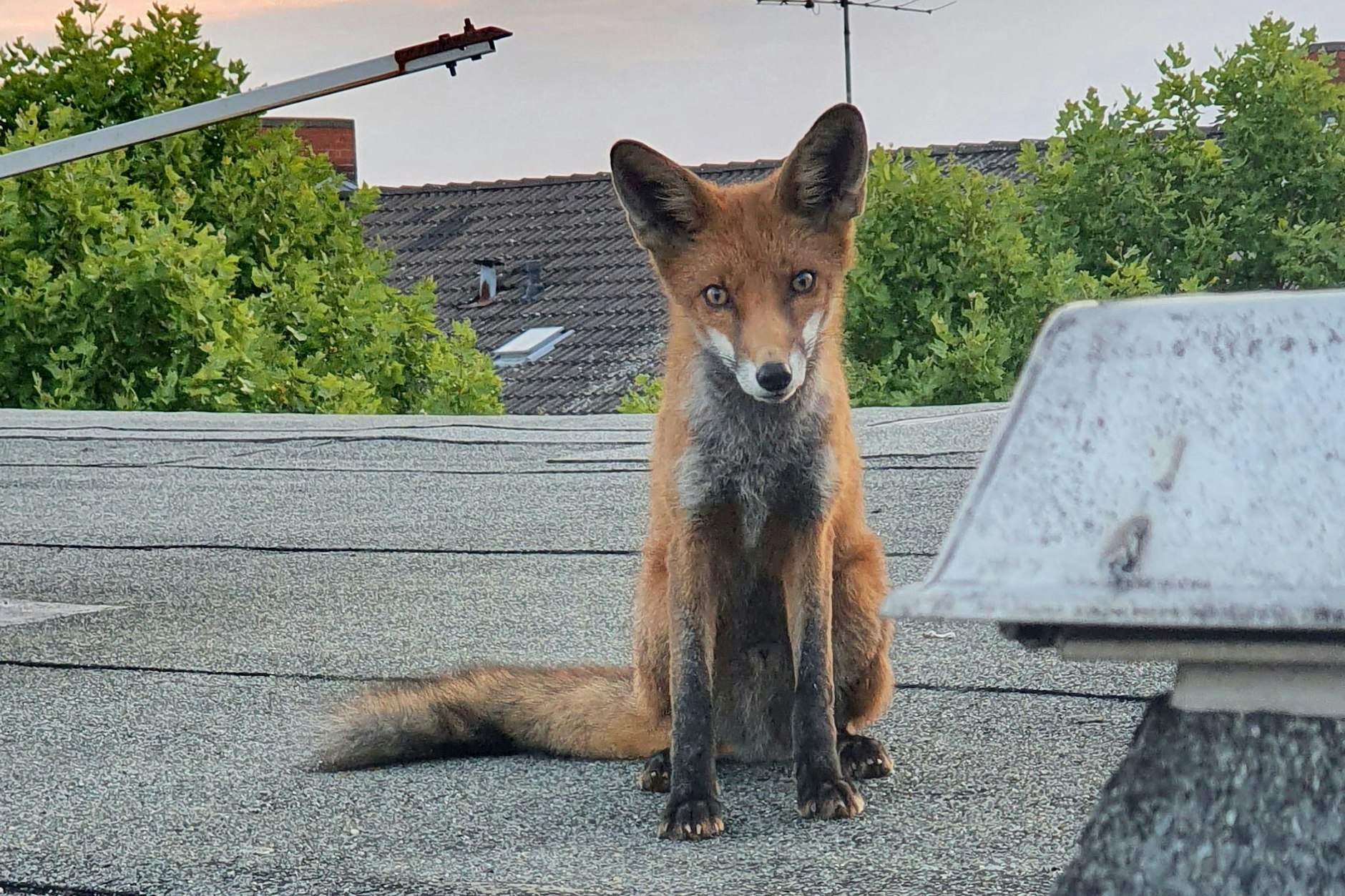 Ein junger Fuchs sitzt auf einem Dach in Charlottenburg. Immer mehr Rotpelze fühlen sich in Berlin wohl.