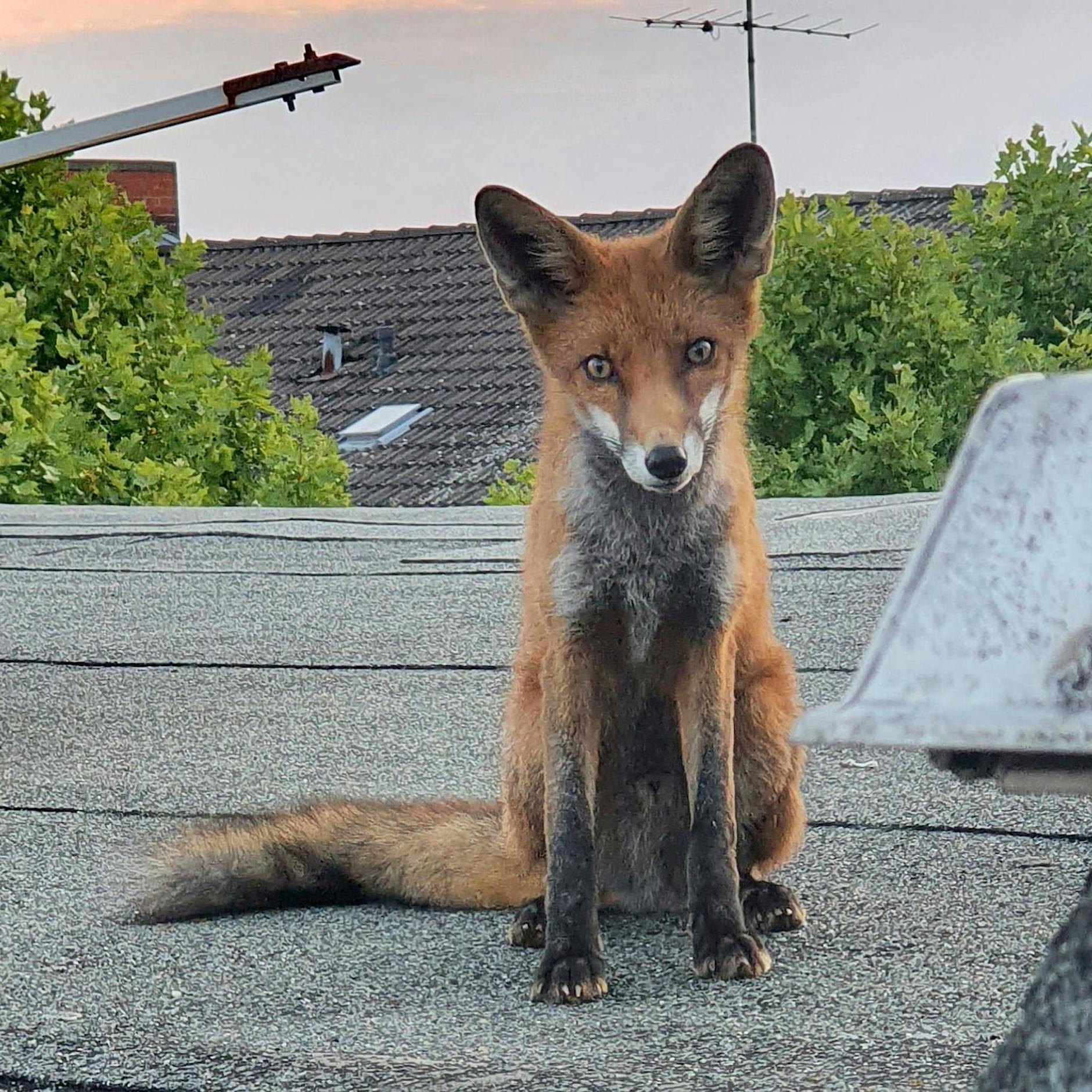 Der Berliner Fuchs setzt keine Pfote mehr nach Brandenburg