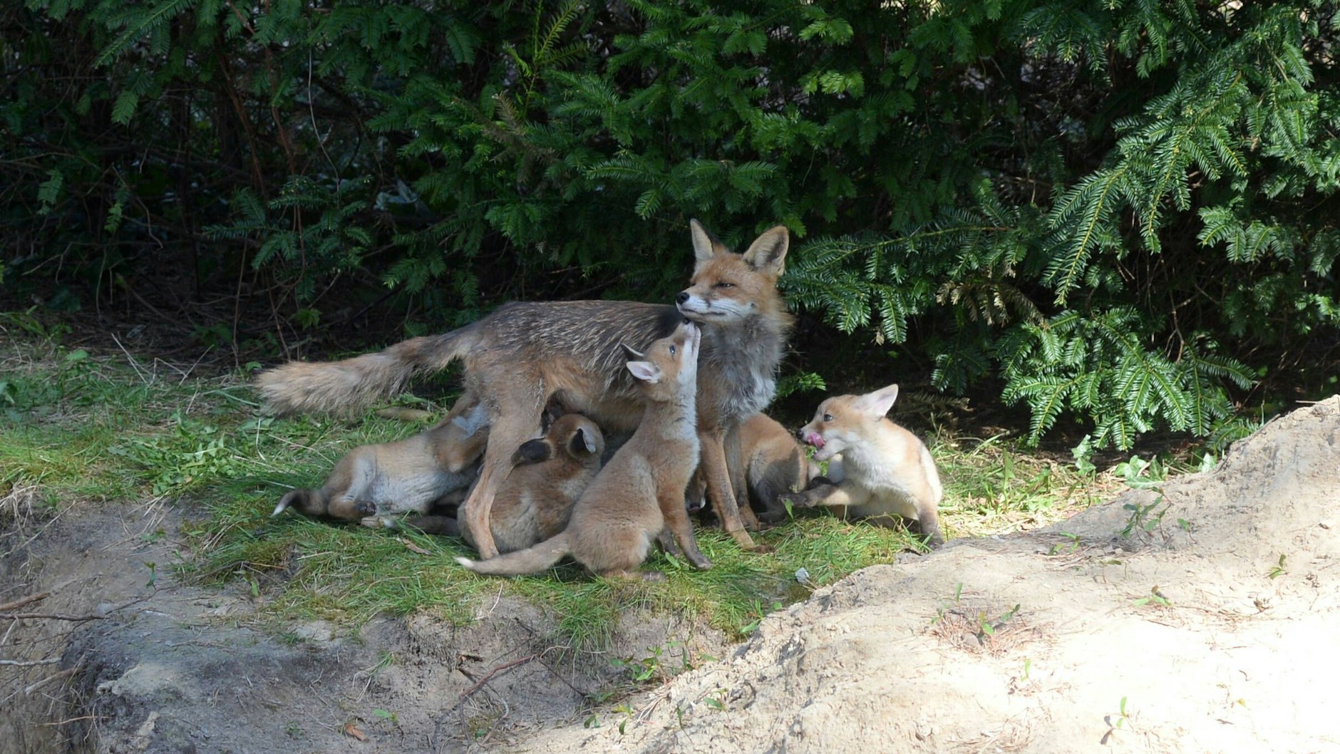 Eine Fuchs-Fähe mit ihrem Nachwuchs vor ihrem Fuchsbau in Reinickendorf.