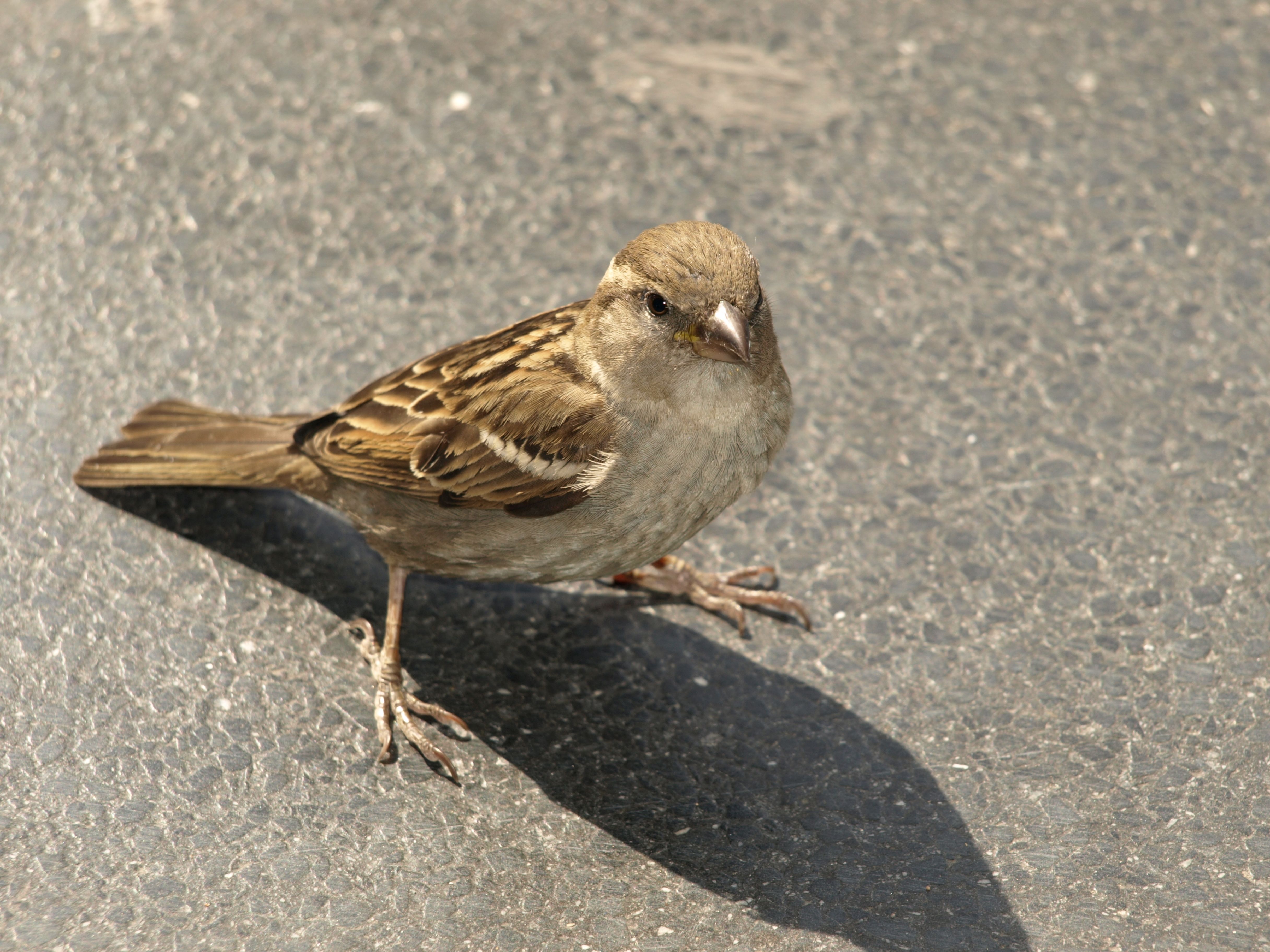 Berlin, wo sind nur deine kleinen Spatzen geblieben?