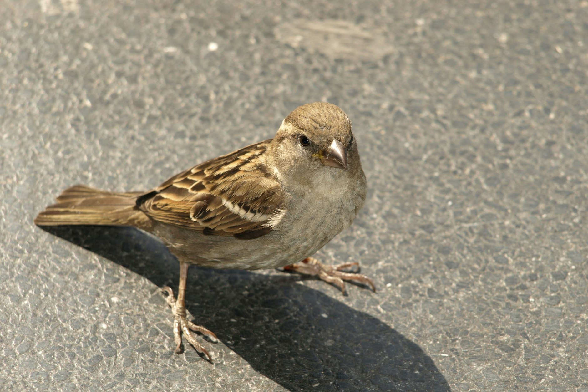 Naturschützer sind in Sorge um den Berliner Spatz. Sie verzeichnen einen drastischen Rückgang der Sperlinge.