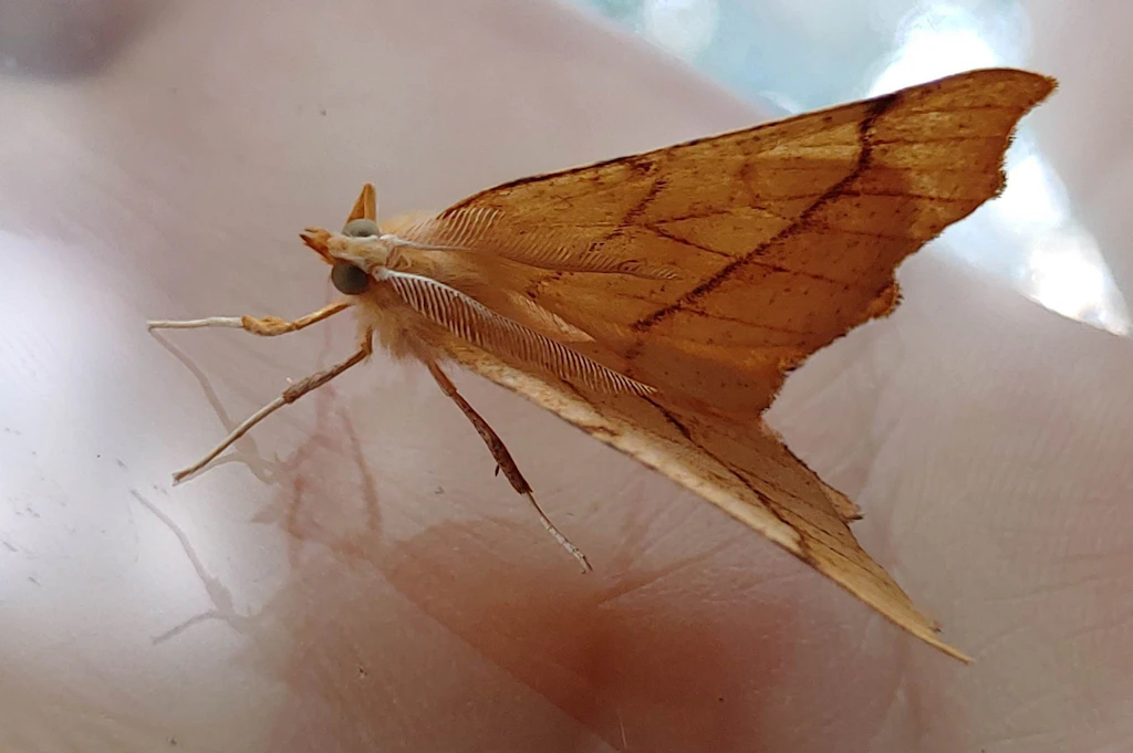 Schmetterling im Grunewald: Verschollen geglaubte Insekten in Berlin sind zurück