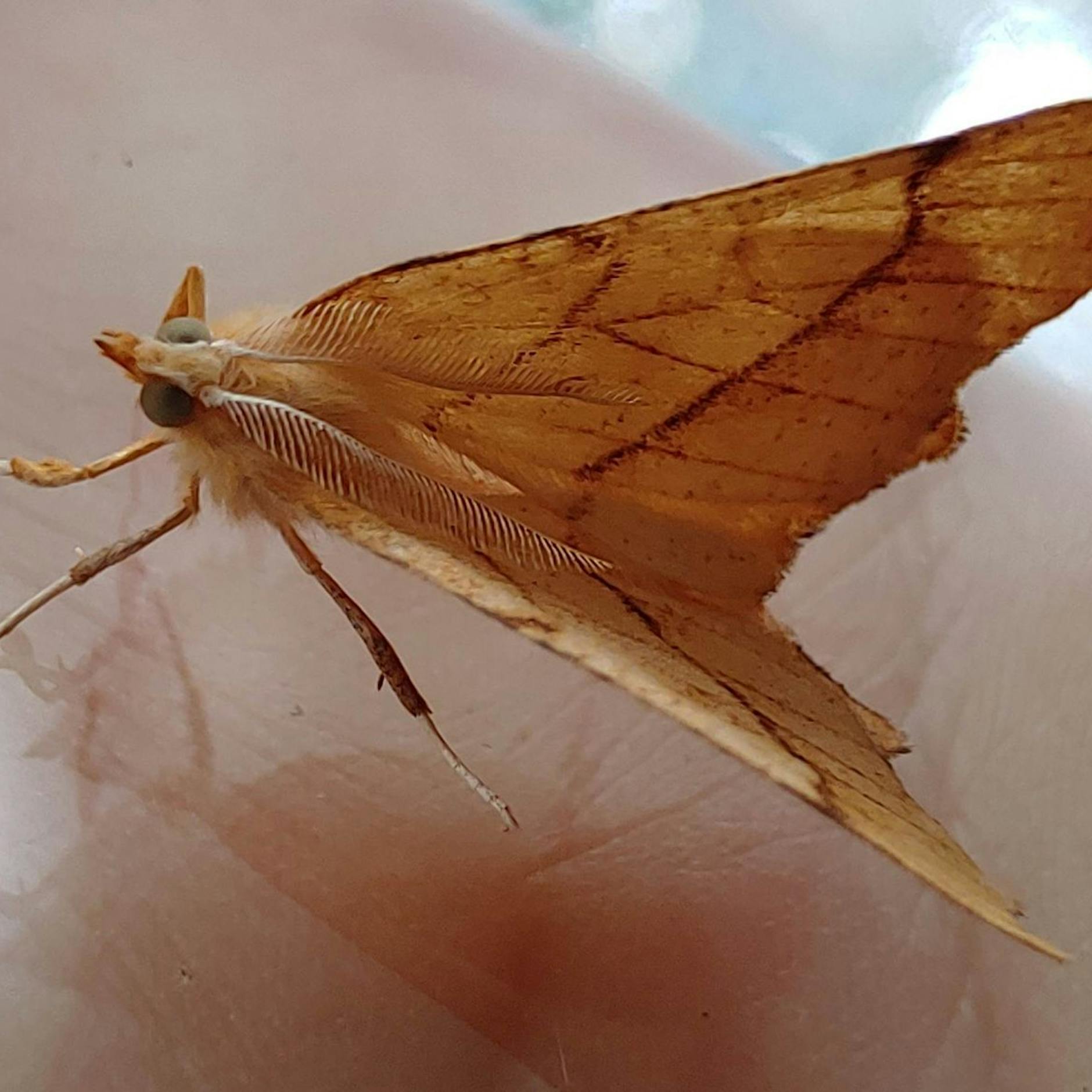 Image - Schmetterling im Grunewald: Verschollen geglaubte Insekten in Berlin sind zurück