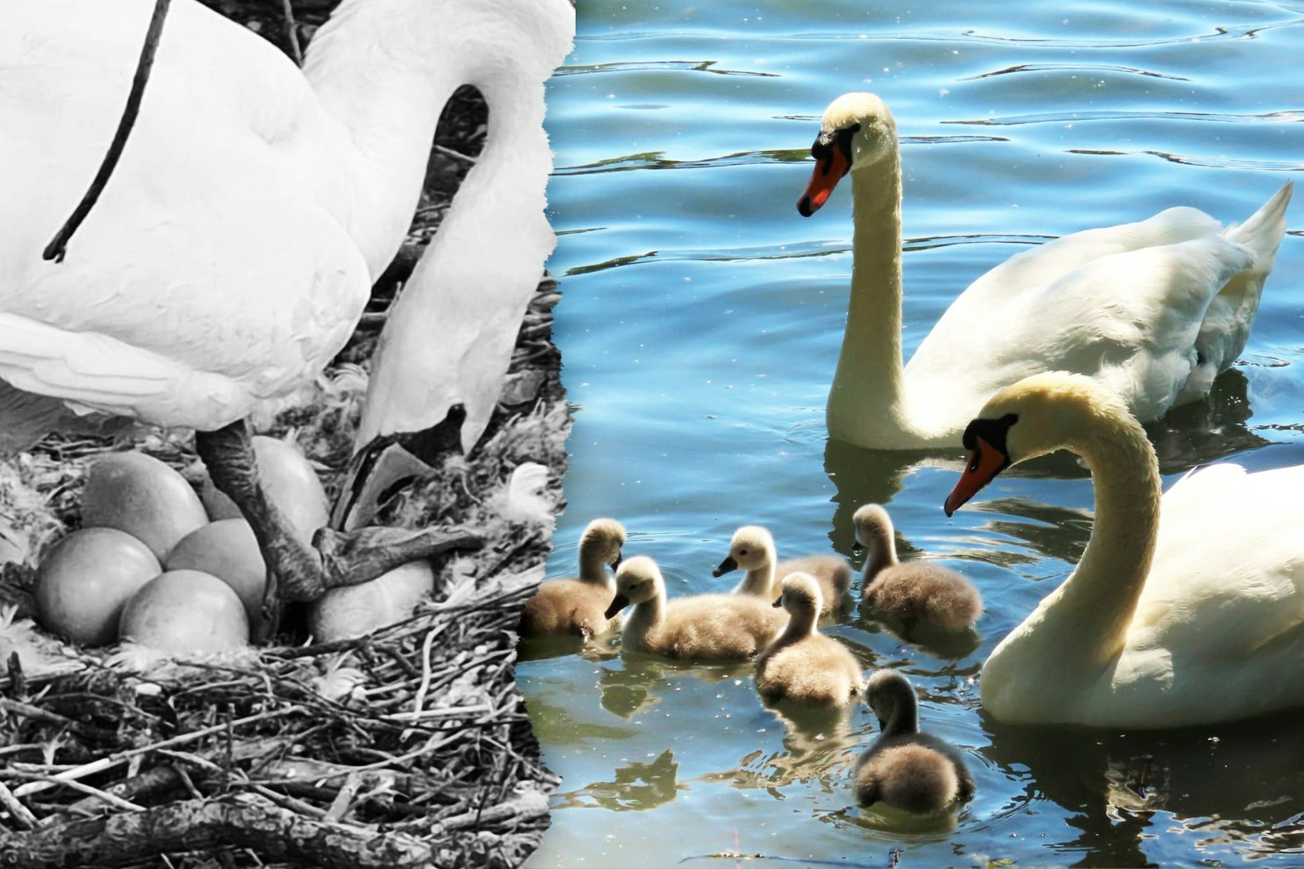 Das Schwanen-Pärchen brütete jahrelang am Weißensee, auch in diesem Jahr lagen mehrere Eier im Nest. Doch nun wurde das Weibchen tot neben ihrem Nest gefunden.