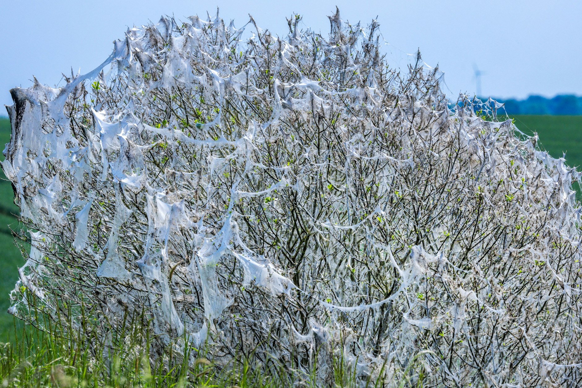 Netze aus weißen langen Fäden umspinnen die Äste dieses Buschs. Woher kommen diese Schleier?